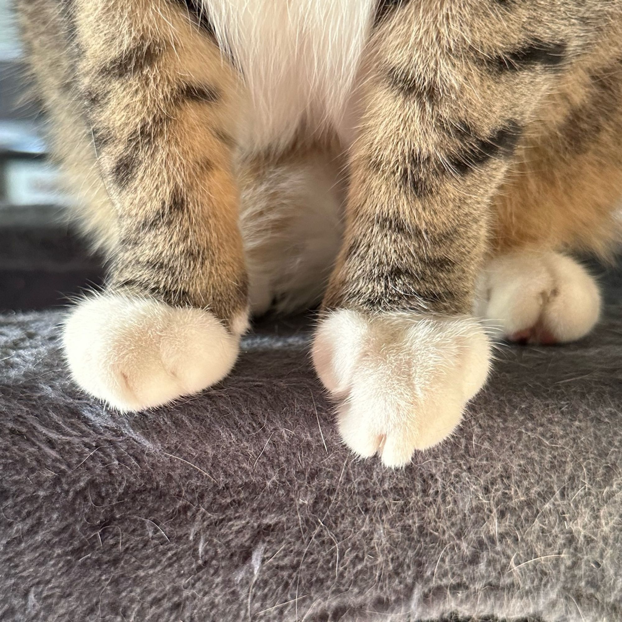 The front two paws and one back paw of a light brown tabby cat, a portion of whose majestic primordial pouch is also visible. The primordial pouch, or “snack pack,”is there to protect the organs and also to hide your Glock. It has nothing to do with the toes of this cat, which are all white like tiny no-show socks. One front paw is flat on the cat tree and one is pointed down with just a tiny bit of the deathblade visible, and the rear paw is flat, but showing a hint of bright pink toe beans, so that you can get the full experience. The other paw is hidden to leave a little mystery in the relationship.