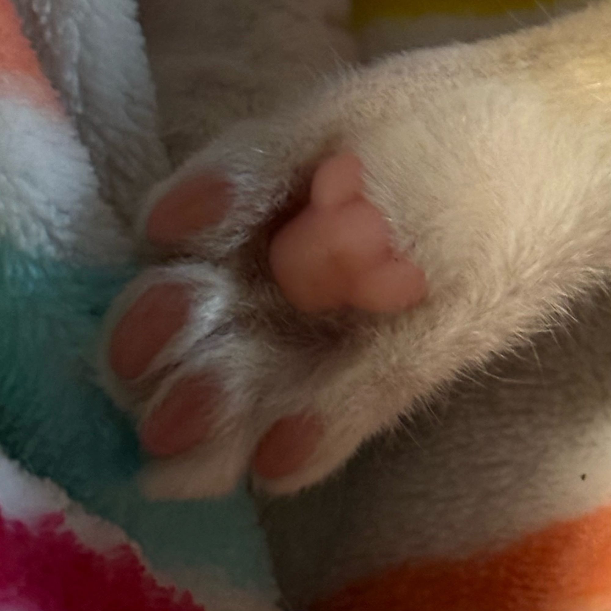 A closeup photo of a white kitten paw with soft pink toebeans.