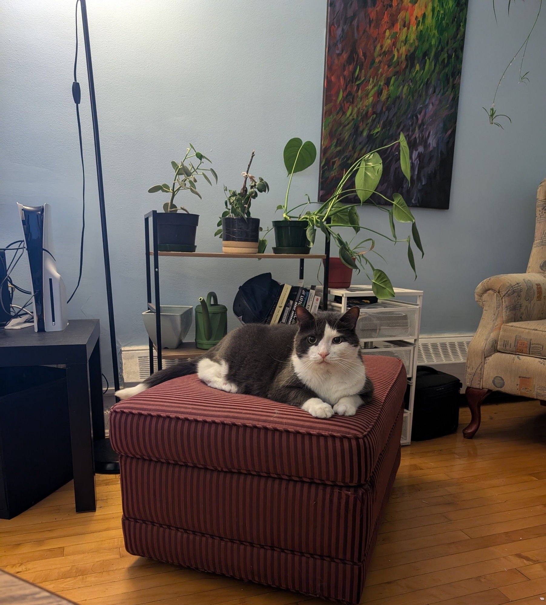 a grey-and-white tuxedo cat lies sphinx-like on a dark red ottoman. he is abnormally large for a cat and very pleasant-looking. several plants sit on a bookshelf behind him.