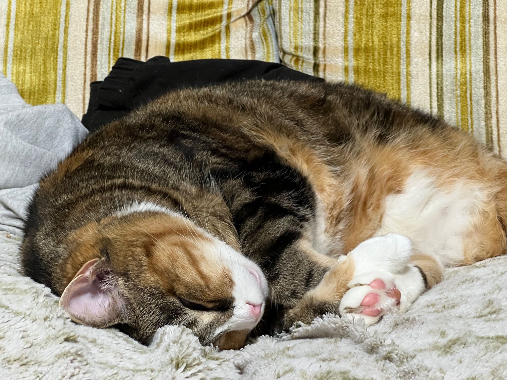 Photograph of a calico cat snuggling on a couch. The cat (Miss Vincent) is curled up like a little shrimp with all of her feet up by her face. She has a white muzzle, belly, and paws, and several toe beans are clearly visible. She is absolutely eep’d out on a few pieces of laundry, on a very 70’s, chartreuse striped velvet couch.