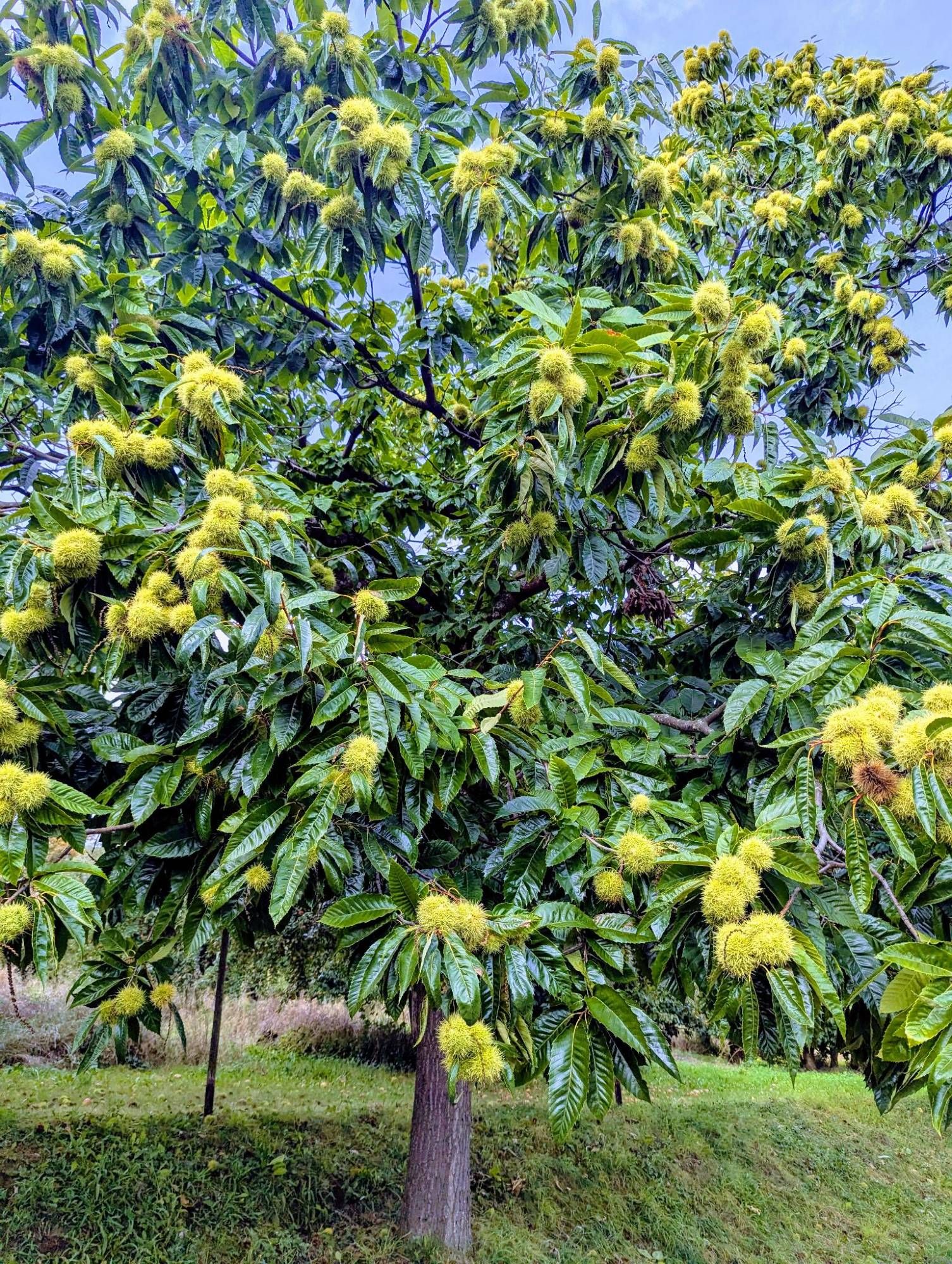 Marone oder Esskastanie am Baum