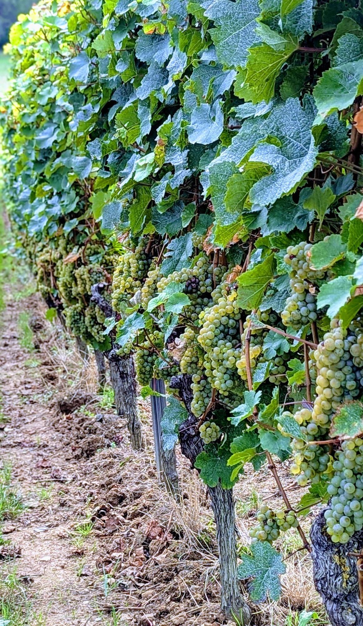 Rieslingtrauben an der Rebe