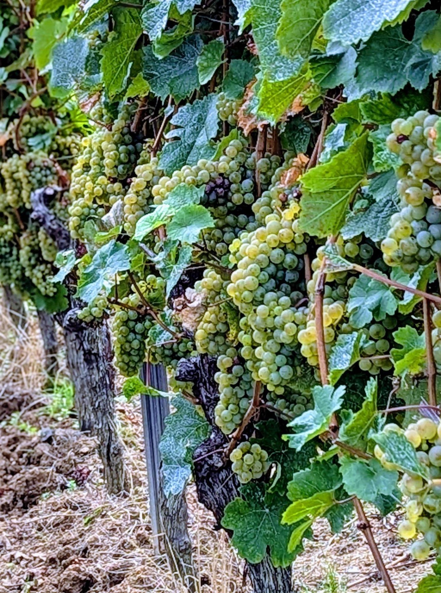 Rieslingtrauben an der Rebe