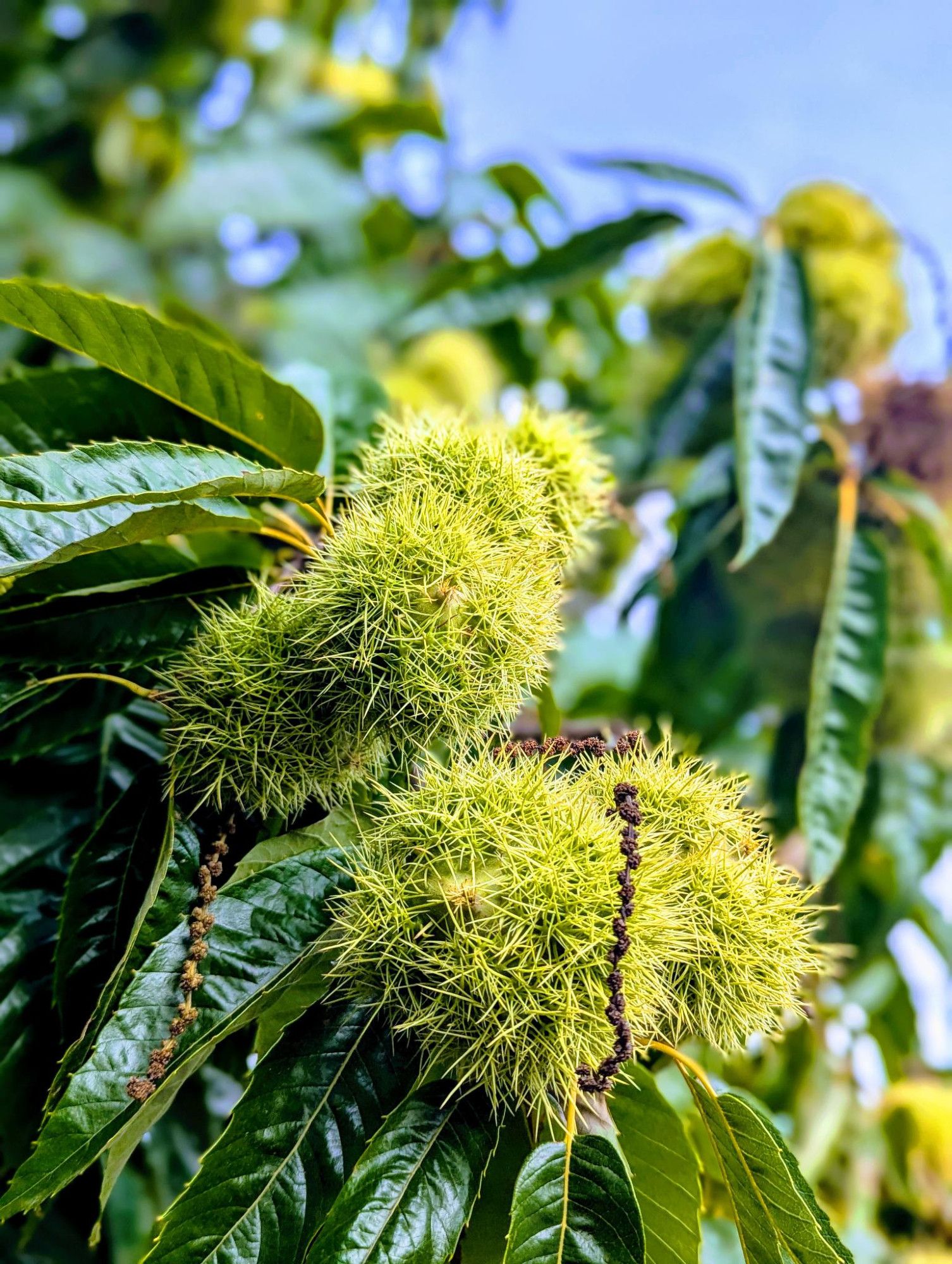 Marone oder Esskastanie am Baum