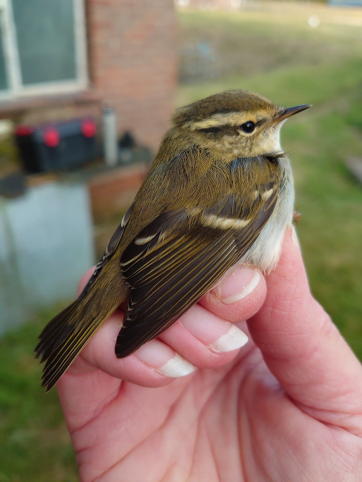 Yellow-browed warbler hand presented after being processed and ringed under licence.