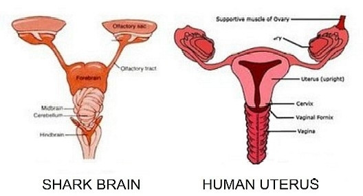 meme infographic showing the similar shape of a shark's brain and olfactory nerves, and a human uterus, ovaries, and vaginal canal.