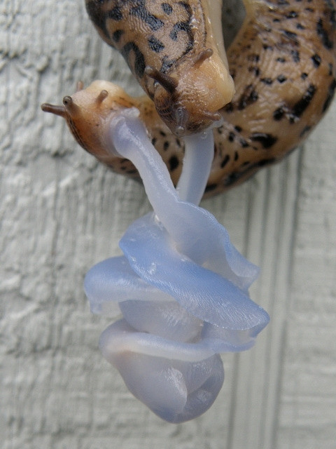 two slugs mating, they are the classic brown spotted slugs that look like old bananas, they are hanging from something and intertwined, and from an opening below their little eyestalks are coming out these proportionally MASSIVE clear blue tentacle tongue like things as long and wide as their actual bodies, which are also intertwined and coiled together exchanging eggs and sperm both ways, bc thats right sluggos are nonbinary hermaphrodites with enormous big naturals full of slilk.