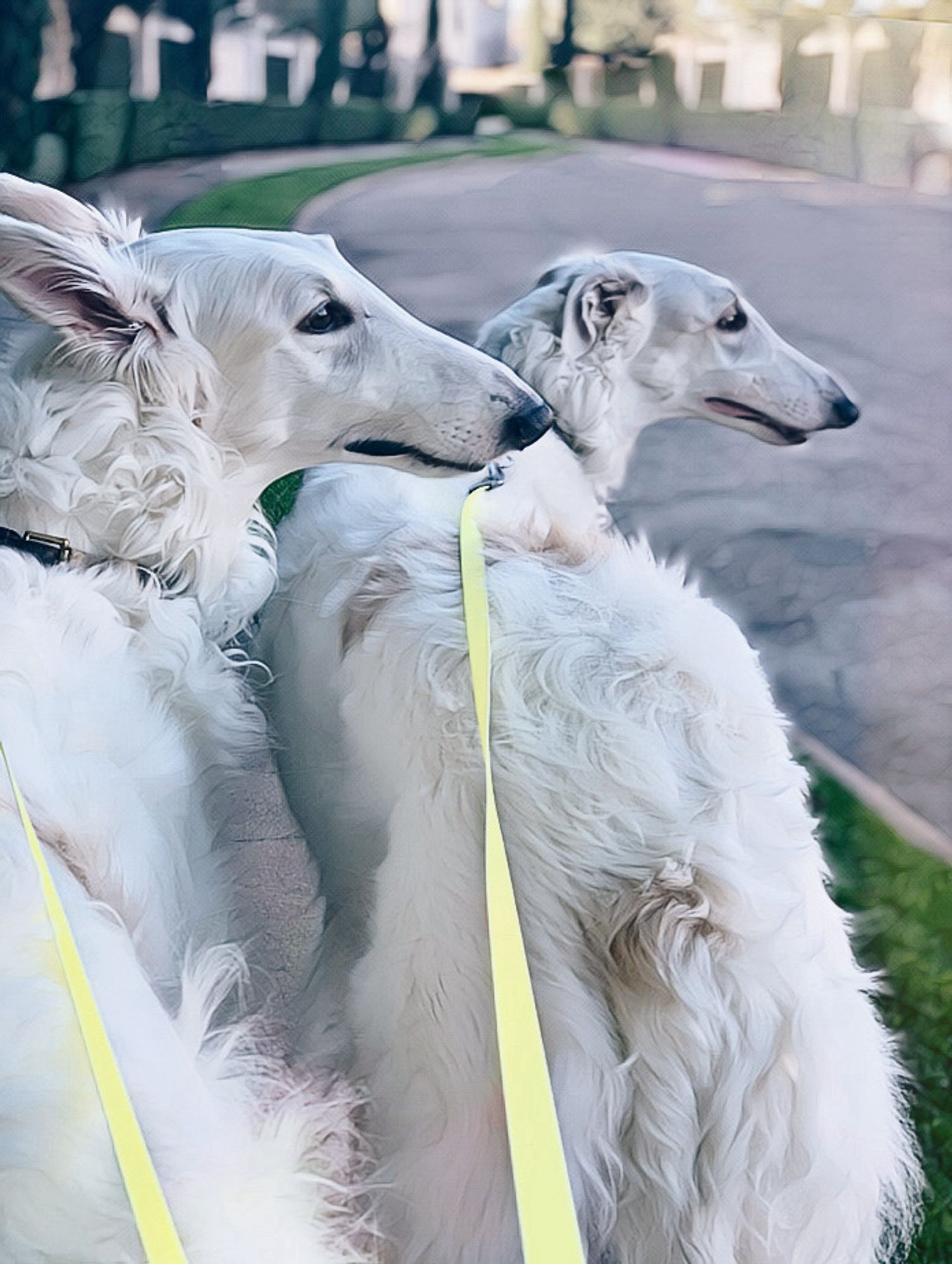 Ivan and Astor on a walk.