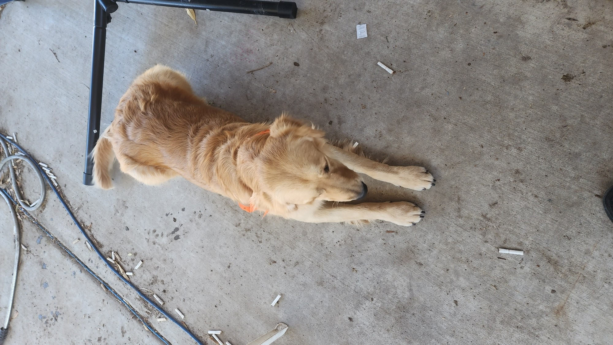 Freshly-groomed Golden retriever dog