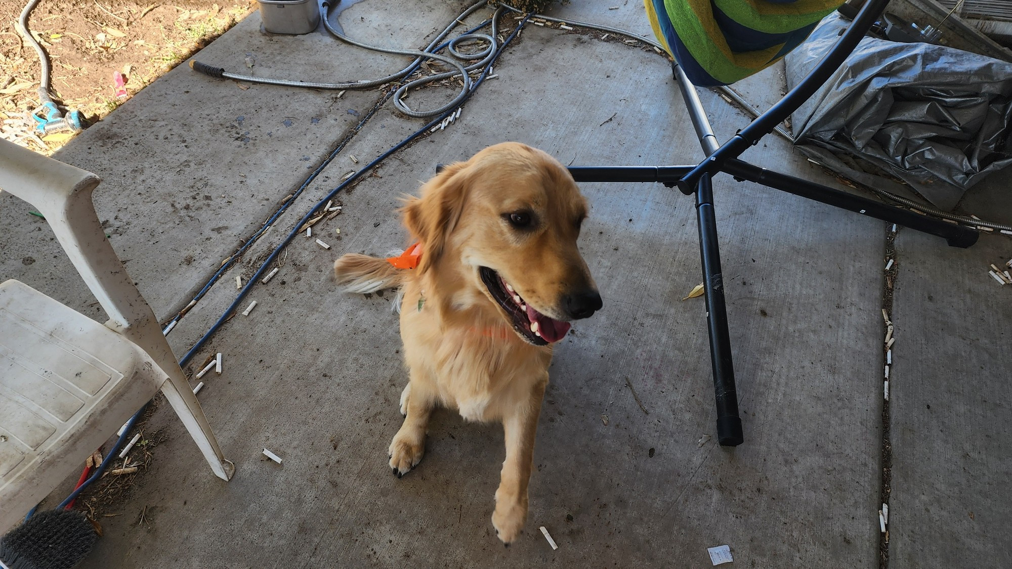 Freshly-groomed Golden retriever dog