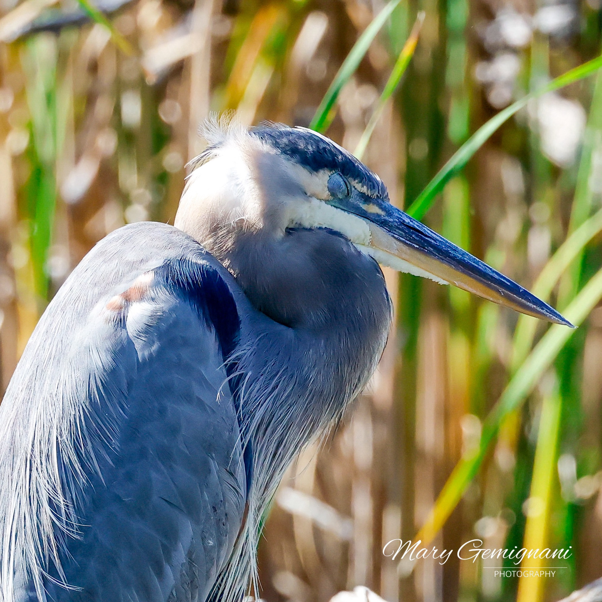 Large blue bird sleeps on log in the sunshine with his head resting on his neck.