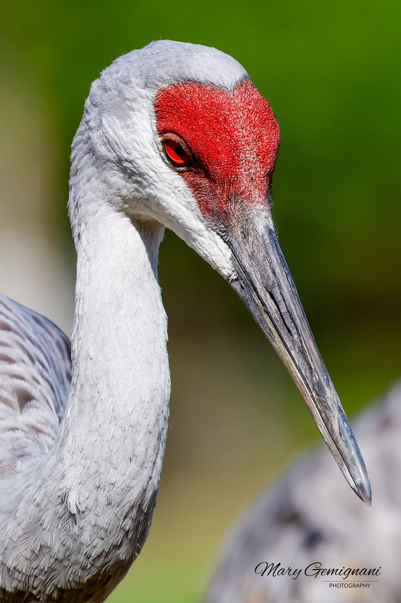 Close-up shot of a large gray bird with a red crown and red eyes.