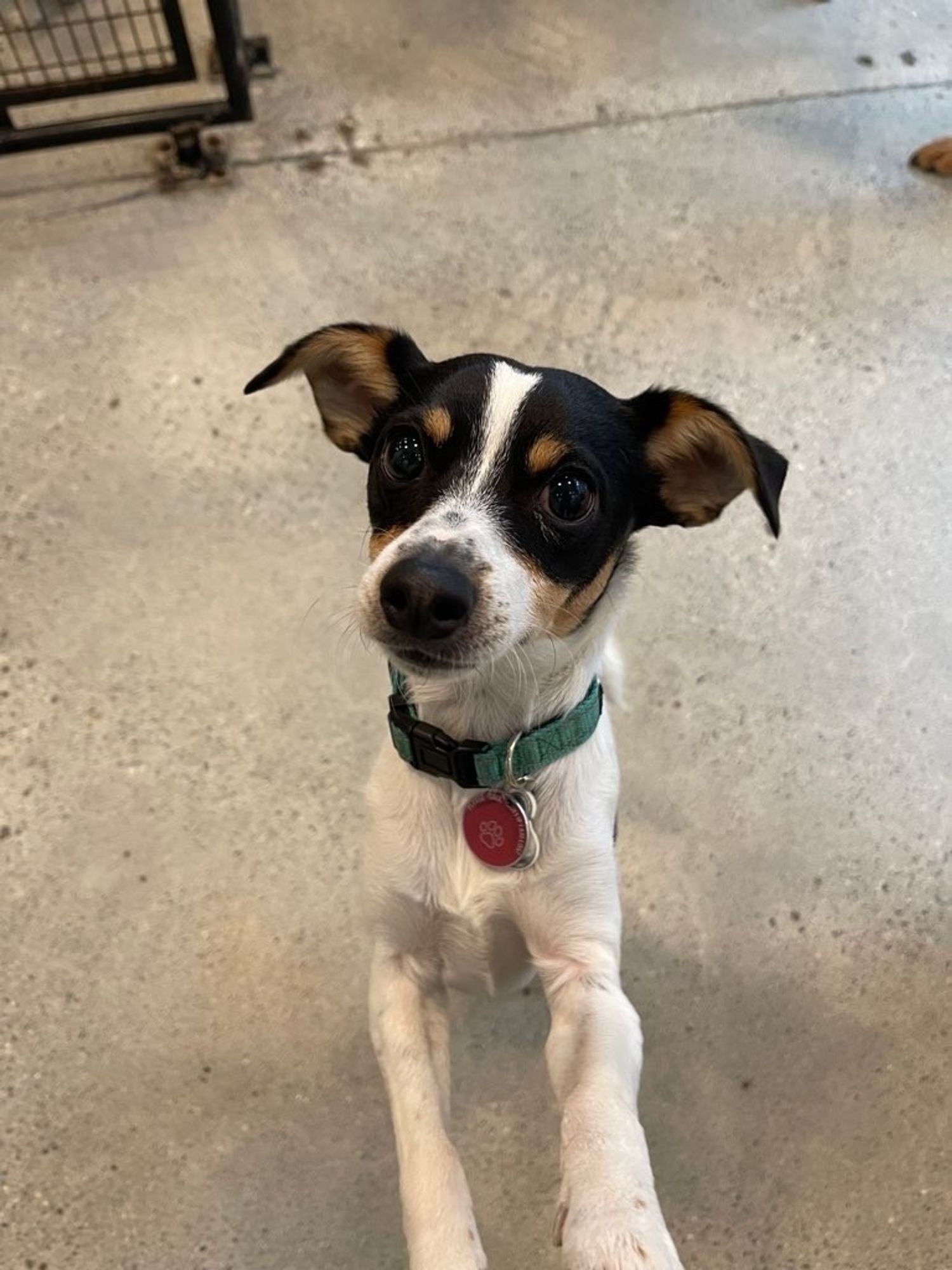 My tri-colored rat terrier, Barnaby, standing on his hind paws with one front paw on someone's knee that's just out of the shot and the other on that same someone's hand also just out of the shot. His face is slightly tilted, and his big brown eyes ask you to reconsider not letting him up on your lap. (Photo sent to me by the doggie daycare trainer.)