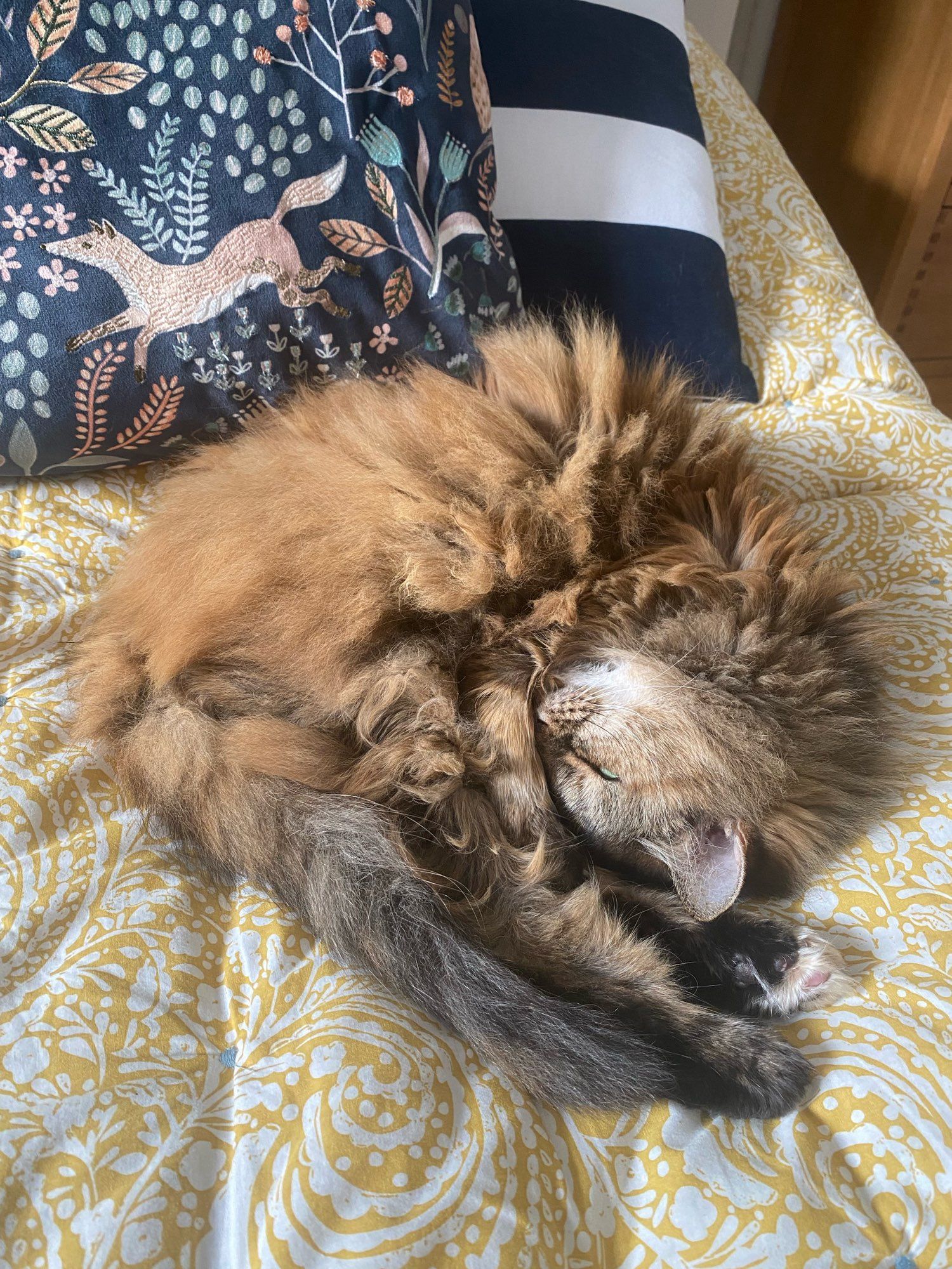 Beautiful fluffy cat curled up as if doing a somersault dive. On yellow bedspread with cushions in background one with fox and woodsy decoration pattern. Cat is predominantly rather fox coloured herself. And looks like is smiling in a dream.