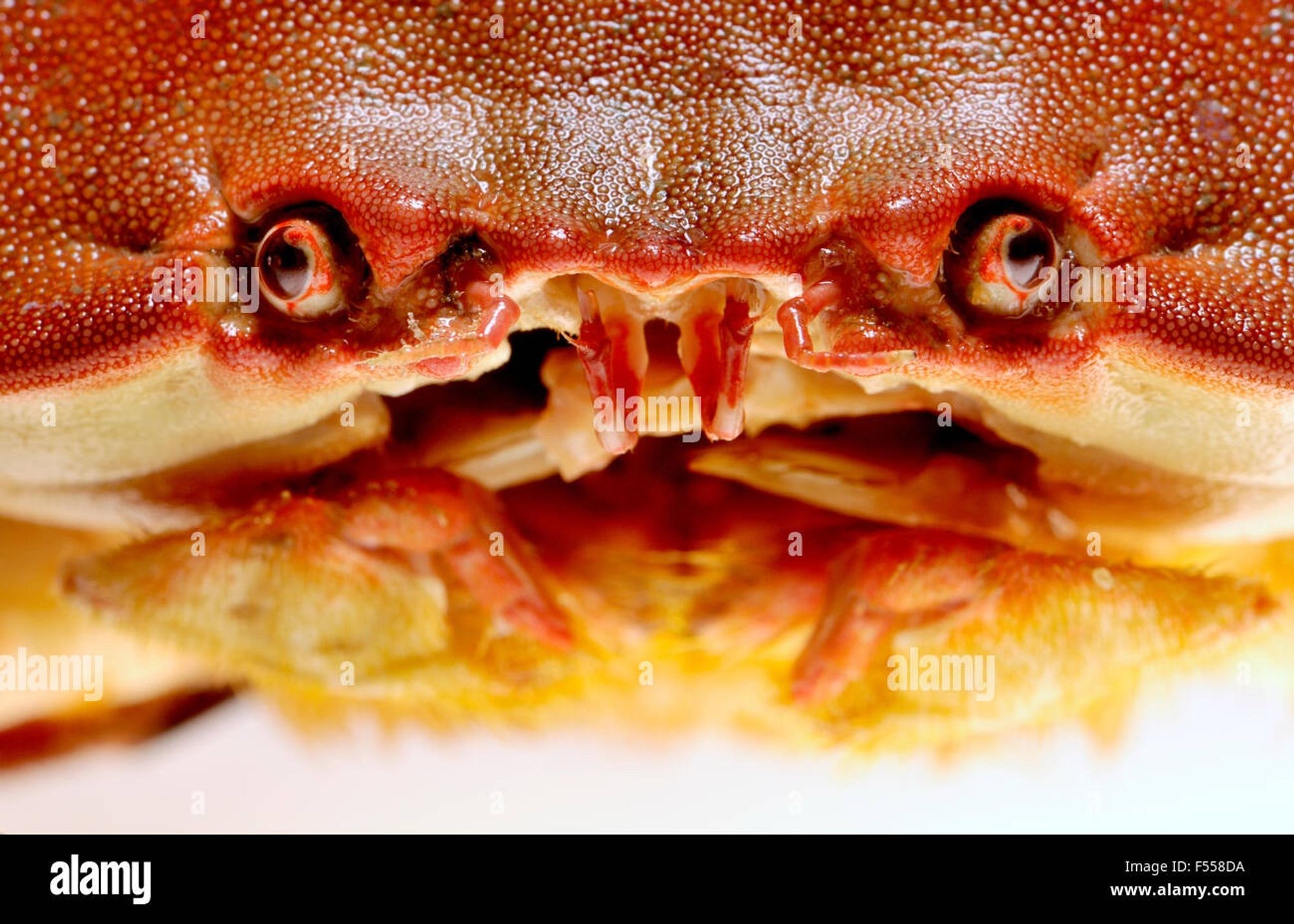 close up of crab face