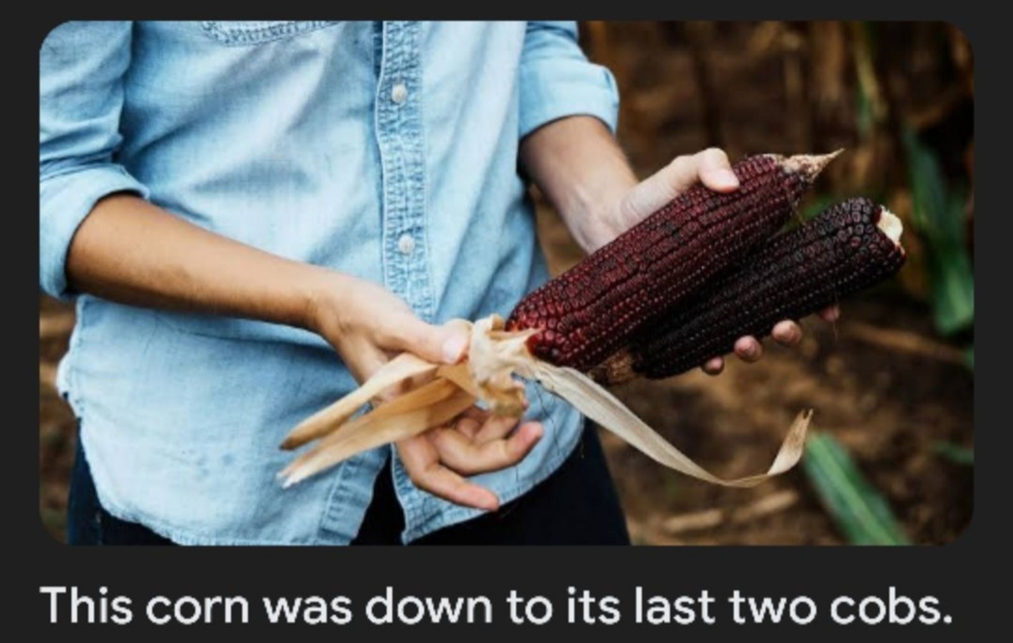 Image of two corn cobs being held. Text underneath it reads "This corn was down to its last two cobs".