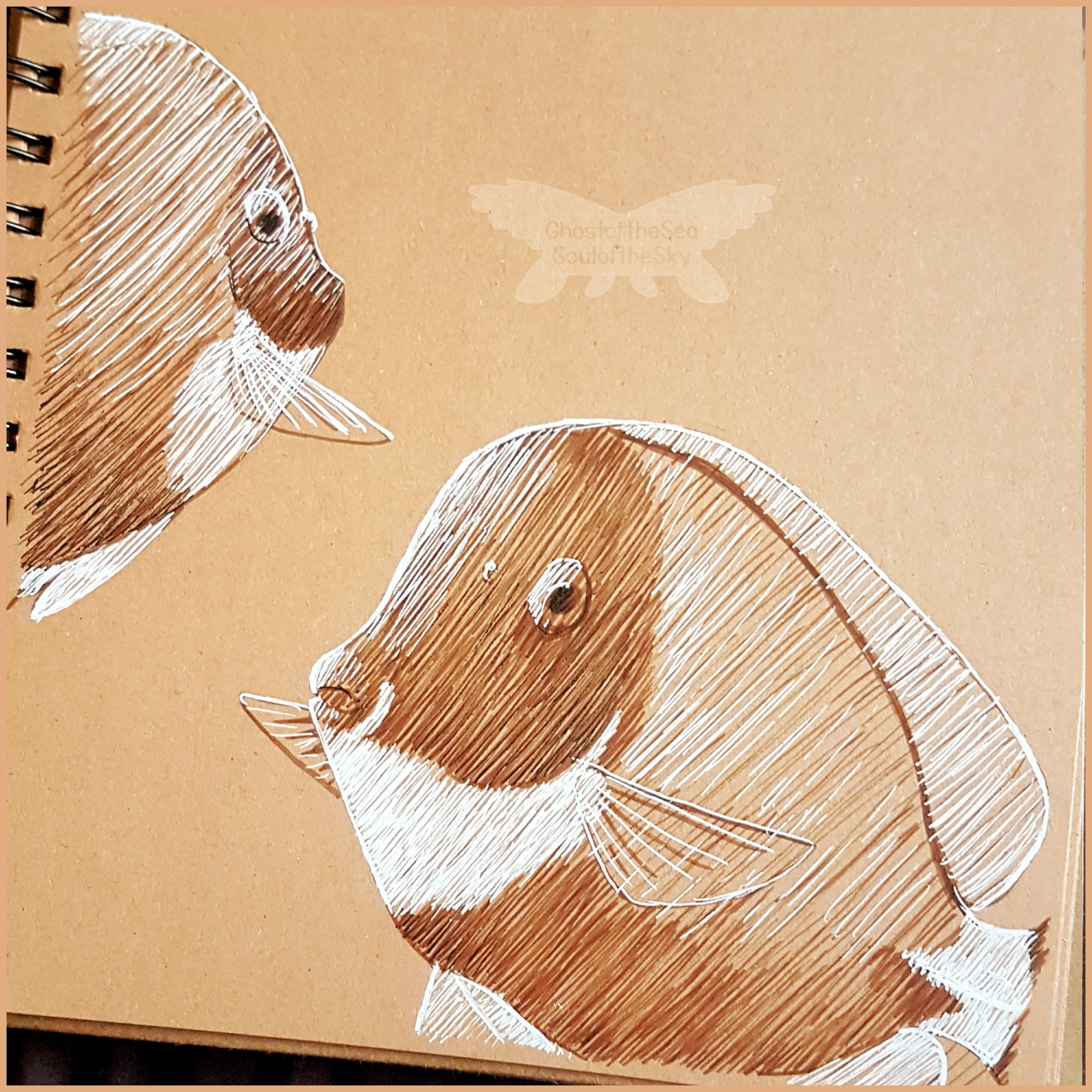 Photo of a line drawing on beige toned paper of a pair of powder blue tangs using sepia and white ink.