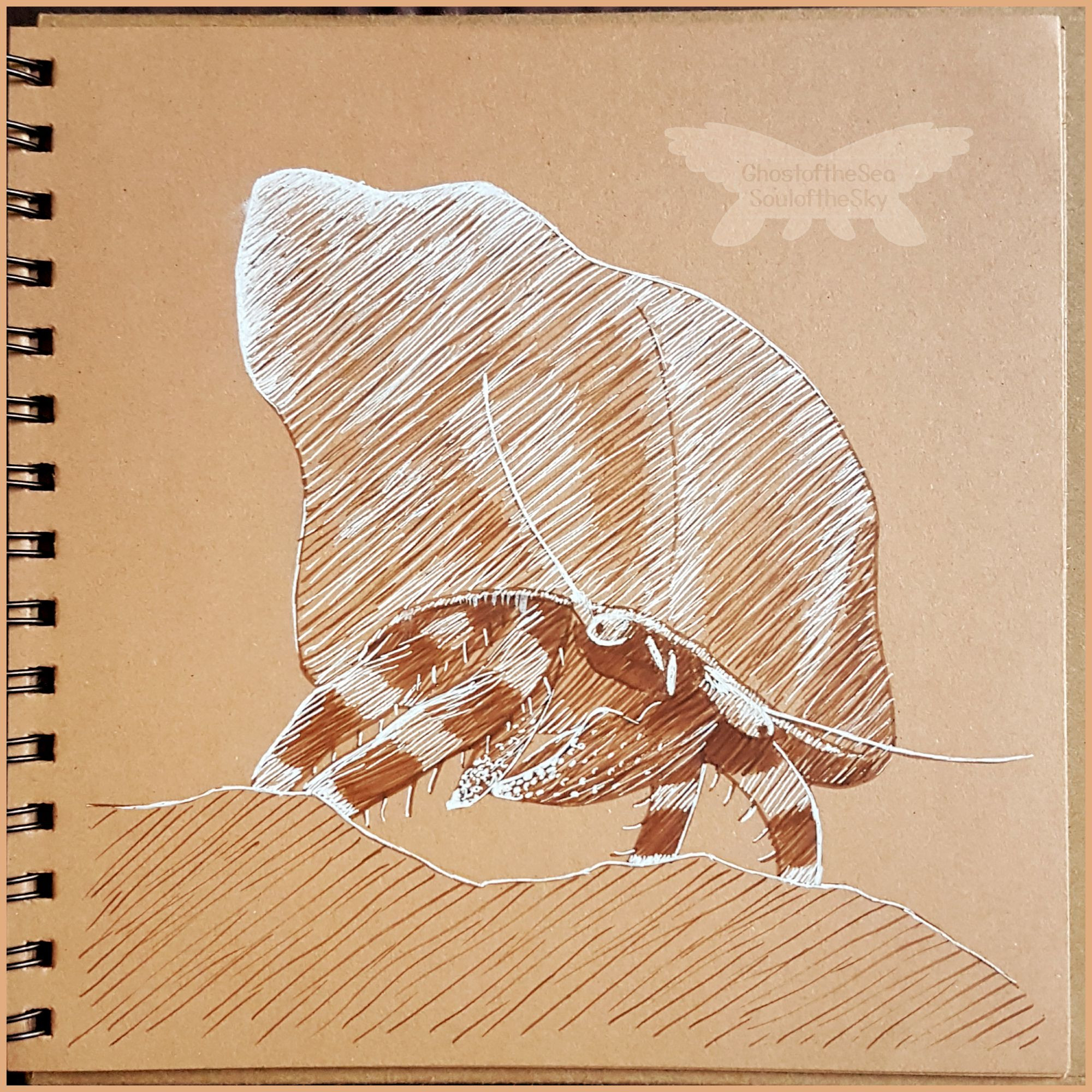 Photo of a line drawing on beige toned paper of a blue line hermit crab using sepia and white ink.