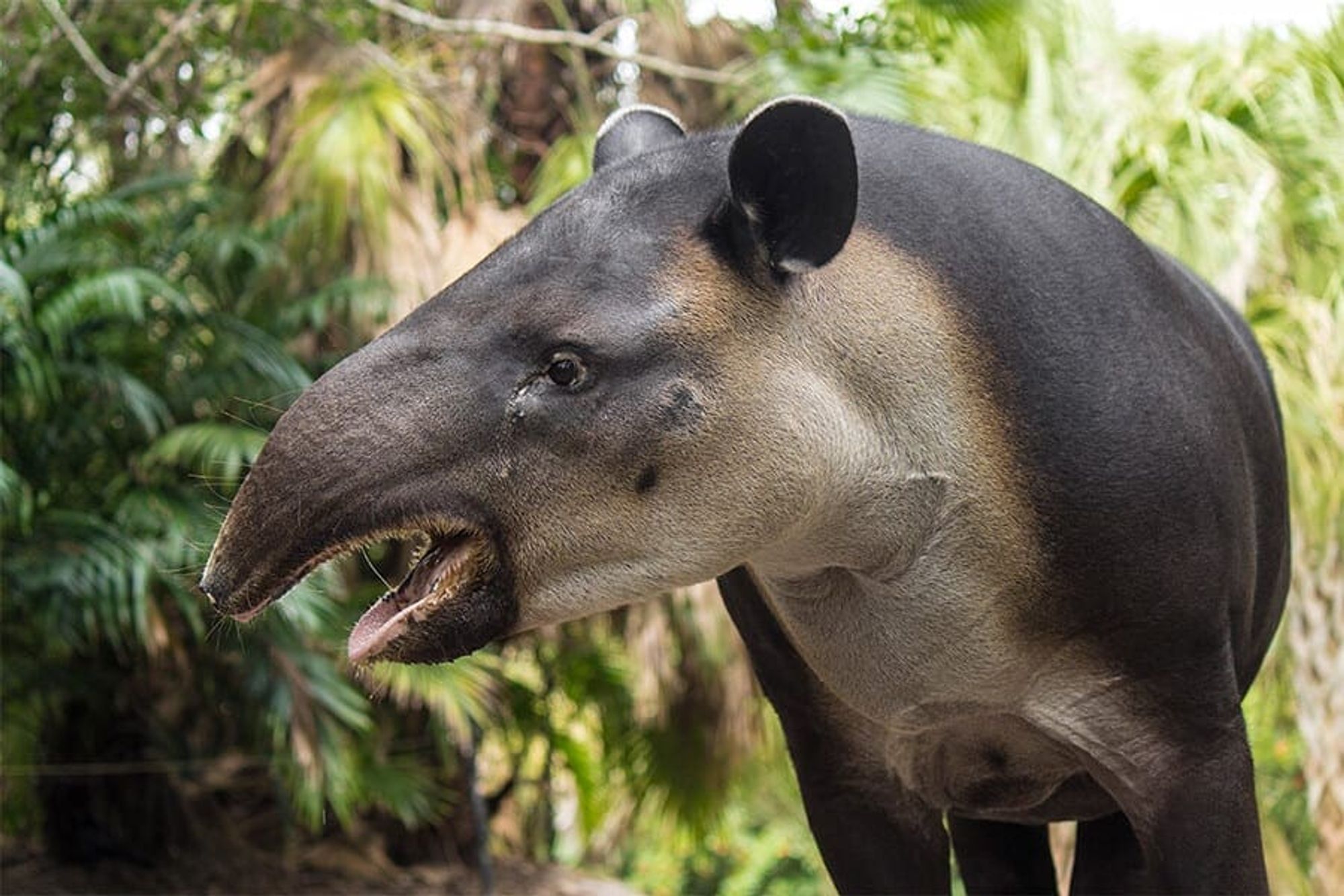 a tapir, looking left