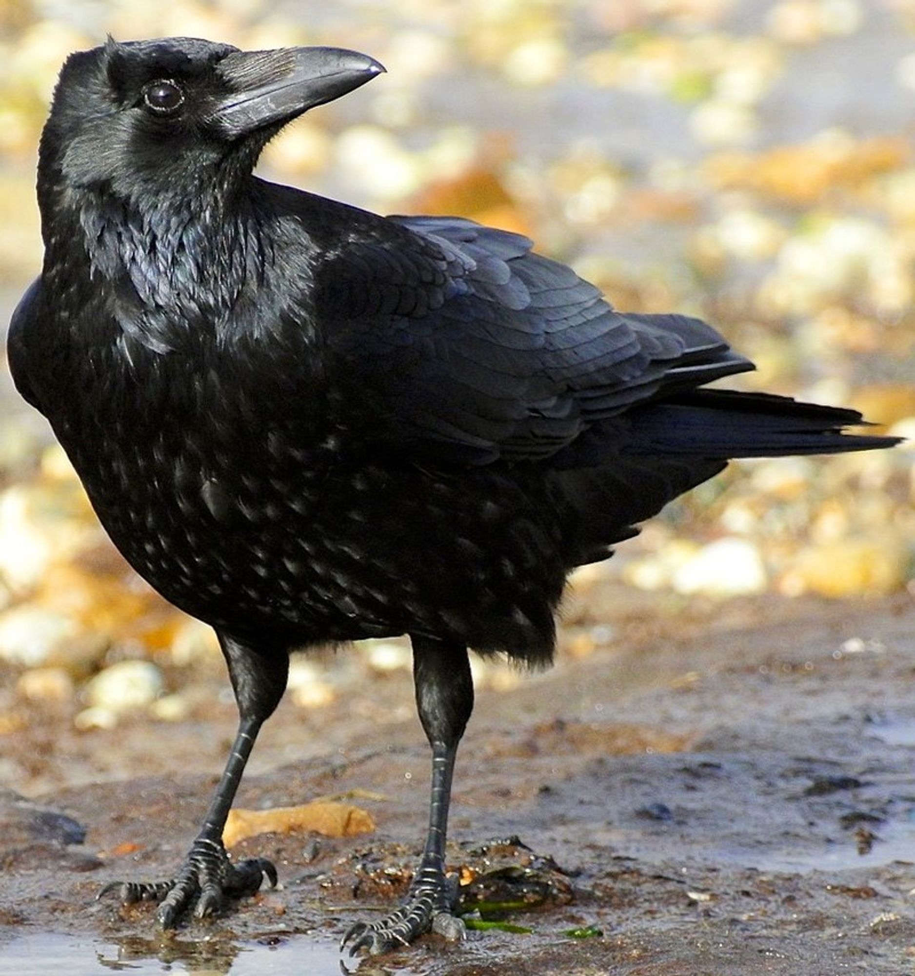 a crow, looking right