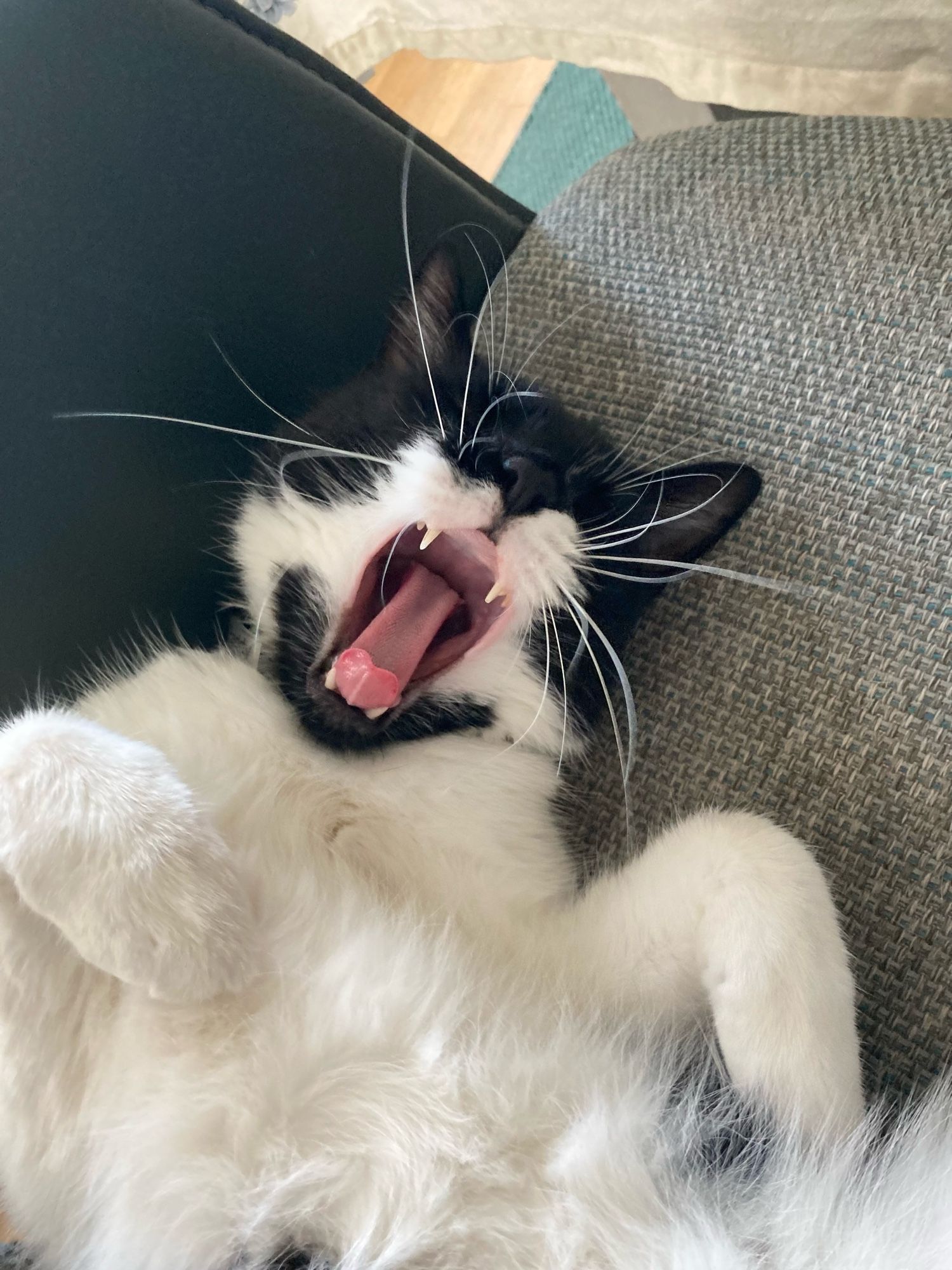 Paddy, a black and white cat with a very fluffy tummy, yawns mightily as he snoozes the day away after another hard night’s patrolling.