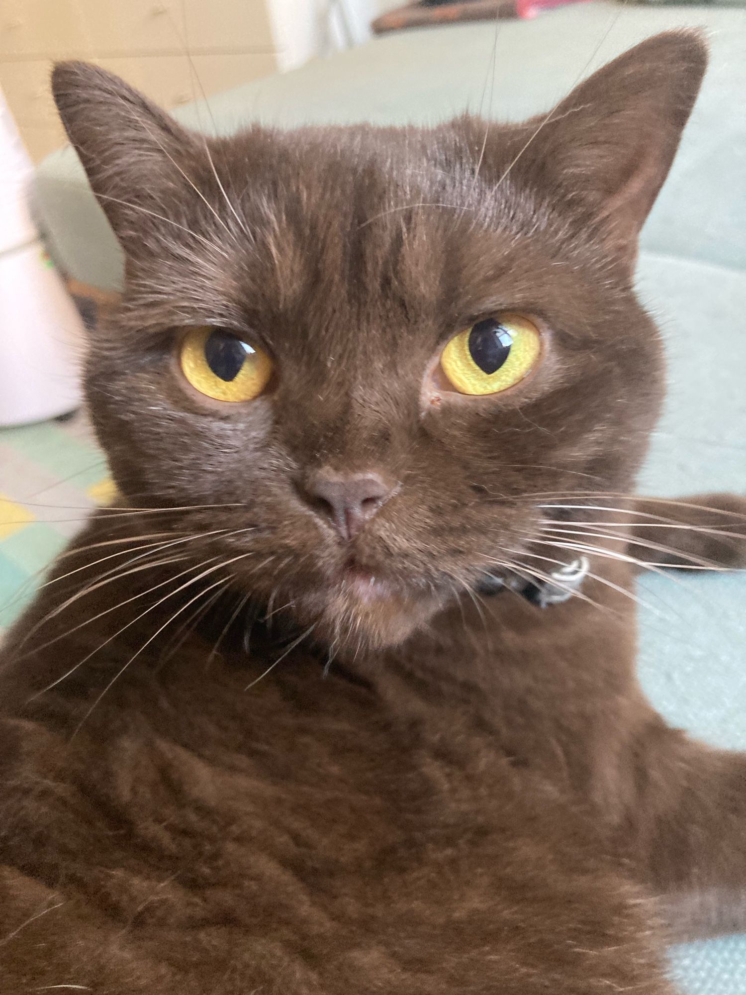 A smol chocolate-brown British Shorthair cat  stares intensely at the camera.