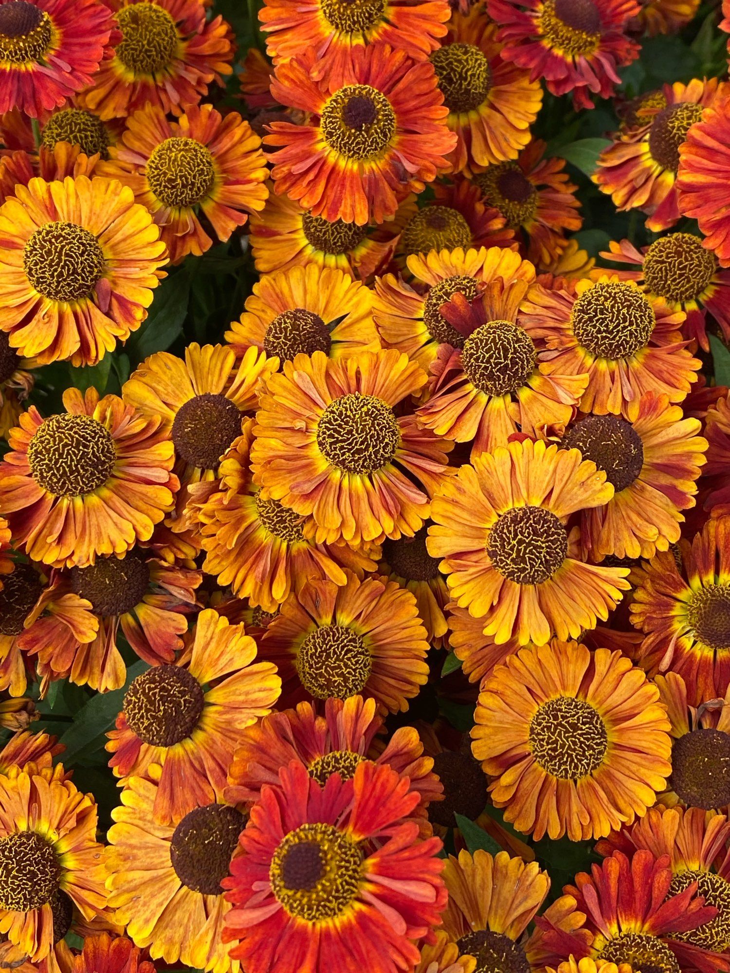 Overhead view of many bright orange and red circular flower heads with dark centres some dotted with yellow pollen spots.