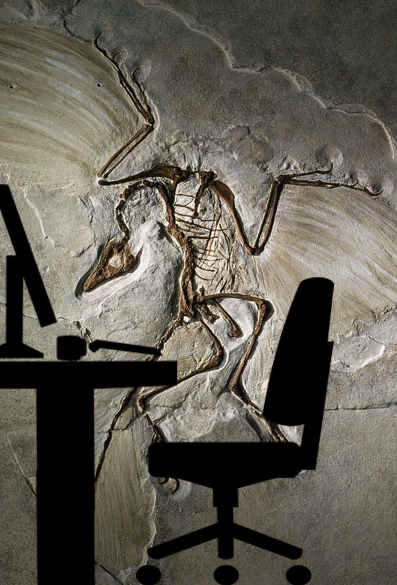 Photo of an archaeopteryx fossil where the bones are all bent up and the head is twisted over, with clipart of a desk and chair added on top of it.