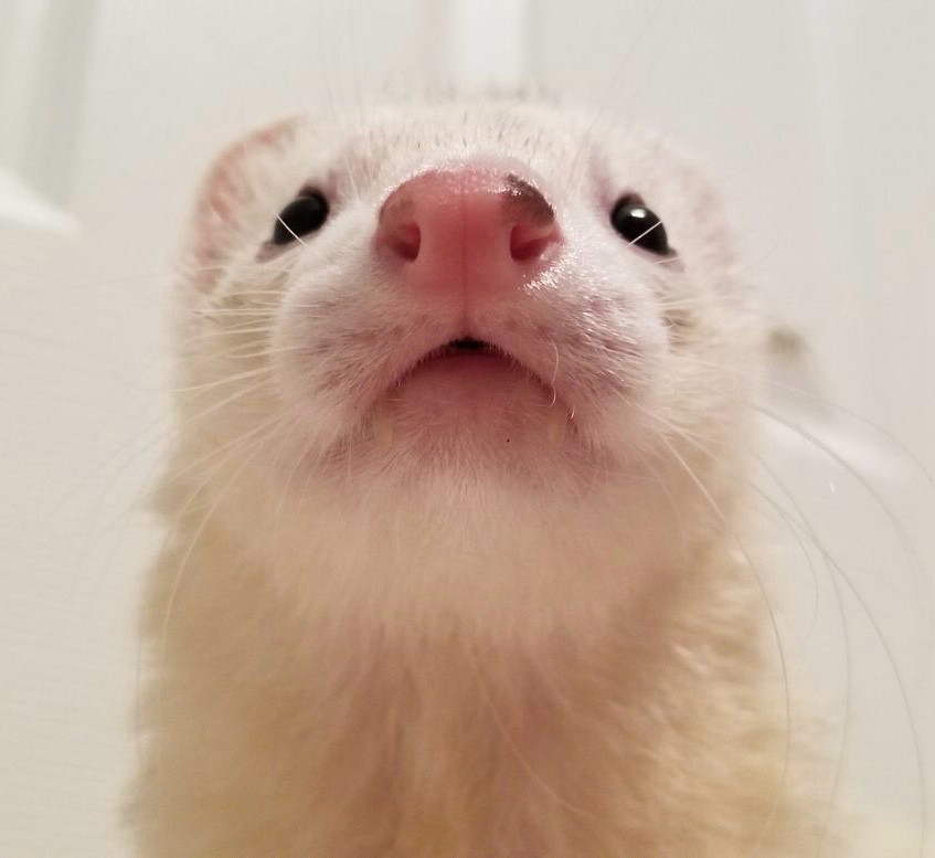 Ferret staring straight into the camera