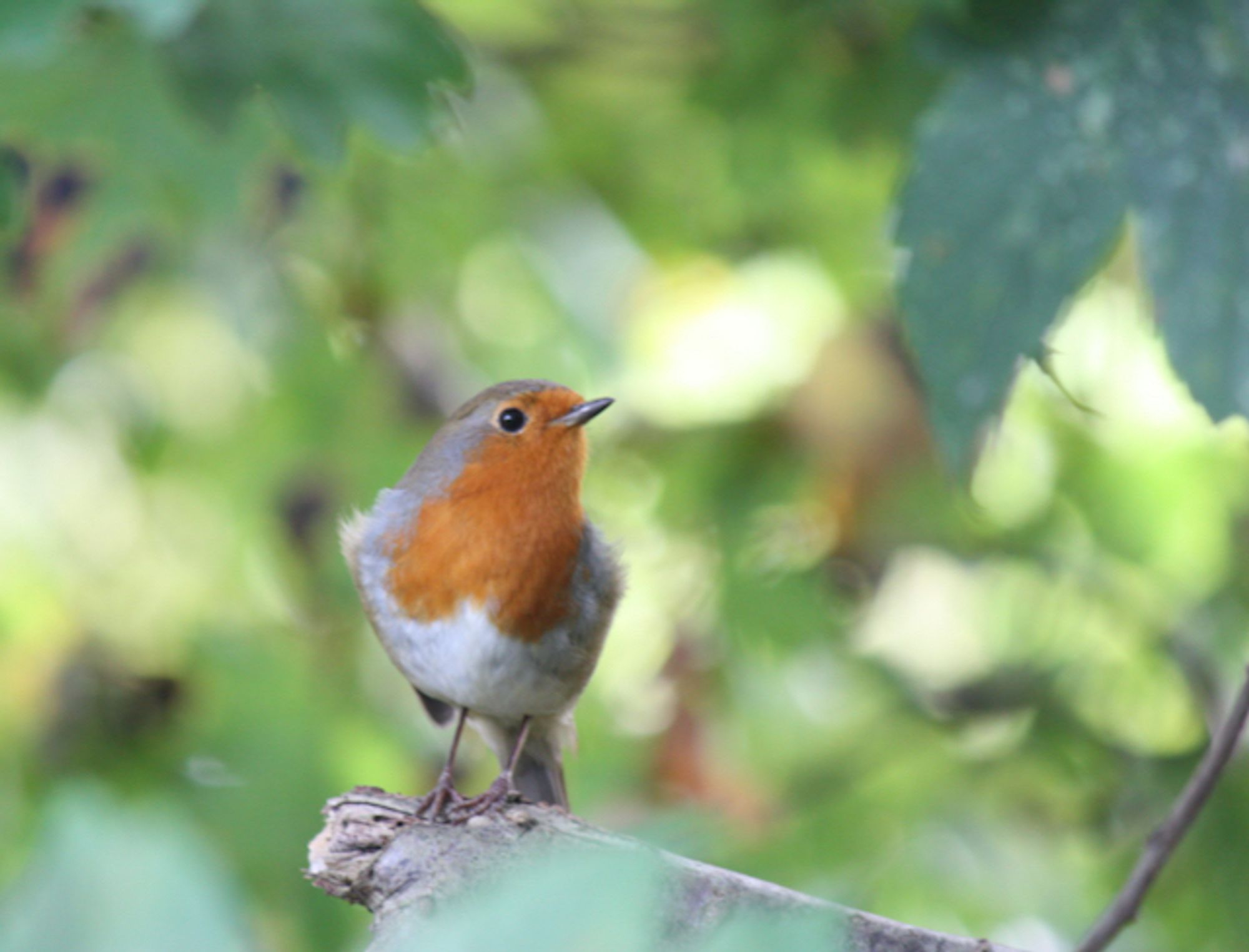 European robin sitting on a branch in the forest