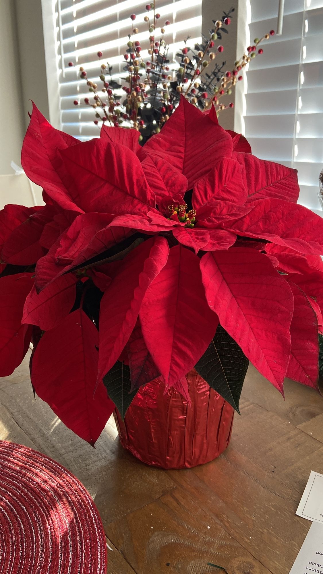 Picture of a poinsettia plant on a dining room table.