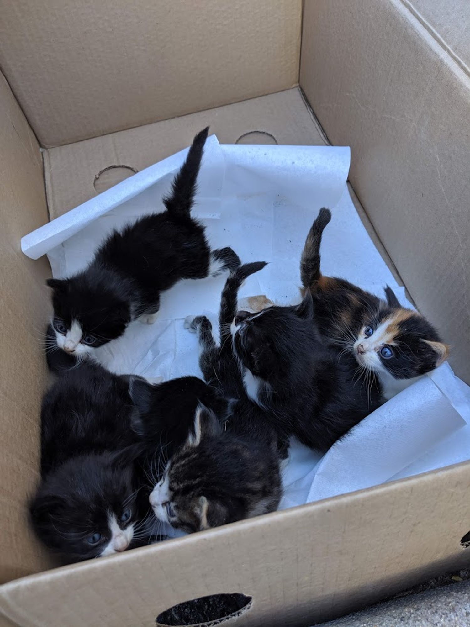 a litter of teeny tiny kittens in a box, most of them tuxedos, except for one tabby and notably, one beautifully blue-eyed teeny calico kitten.