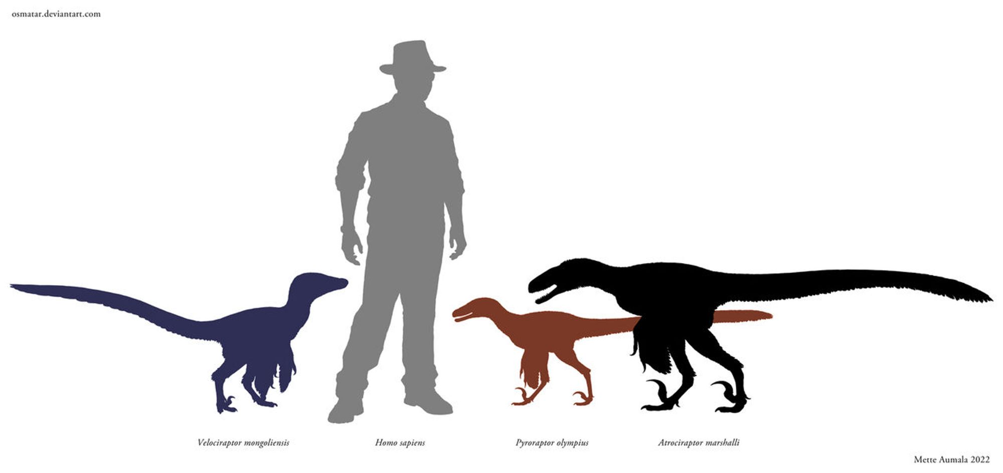 a size comparison of a man and 3 types of raptors. two come up to about his knee, the other to mid-thigh.