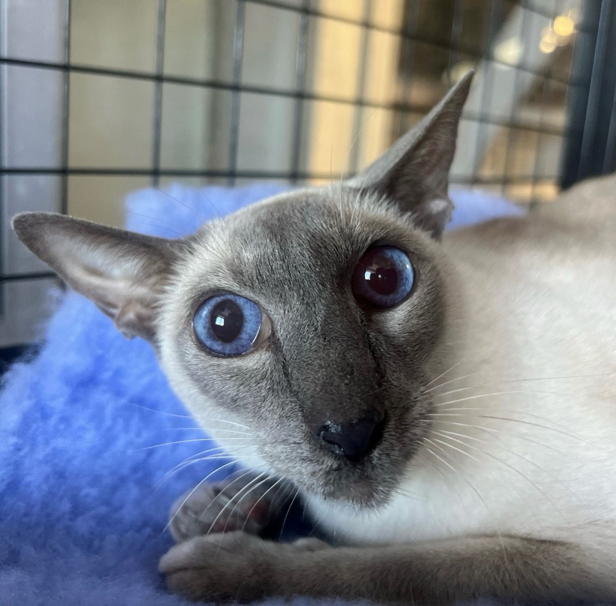 Jonas, a Siamese cat, in transit on the way to China