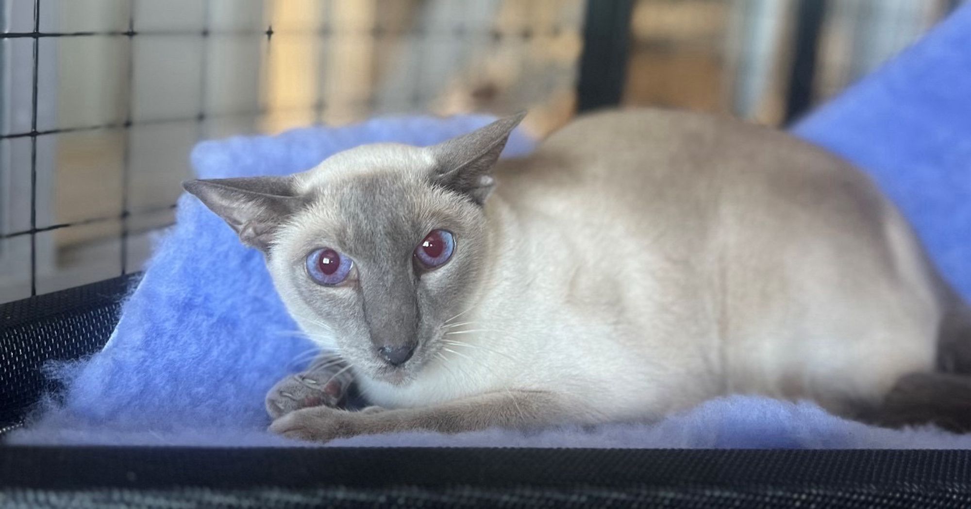 Jonas, a Siamese cat in transit on the way to China