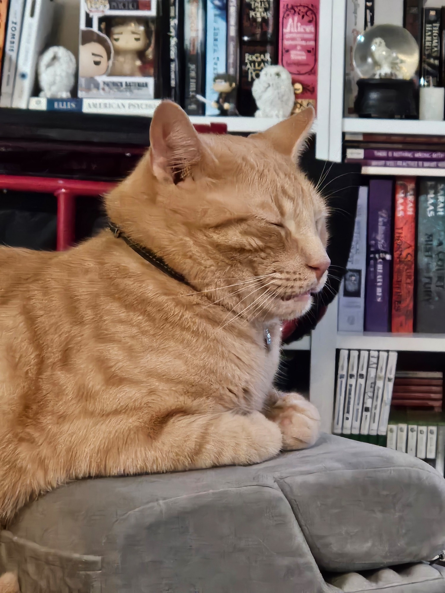 An orange tabby cat, loafed, sleeping with his mouth half open