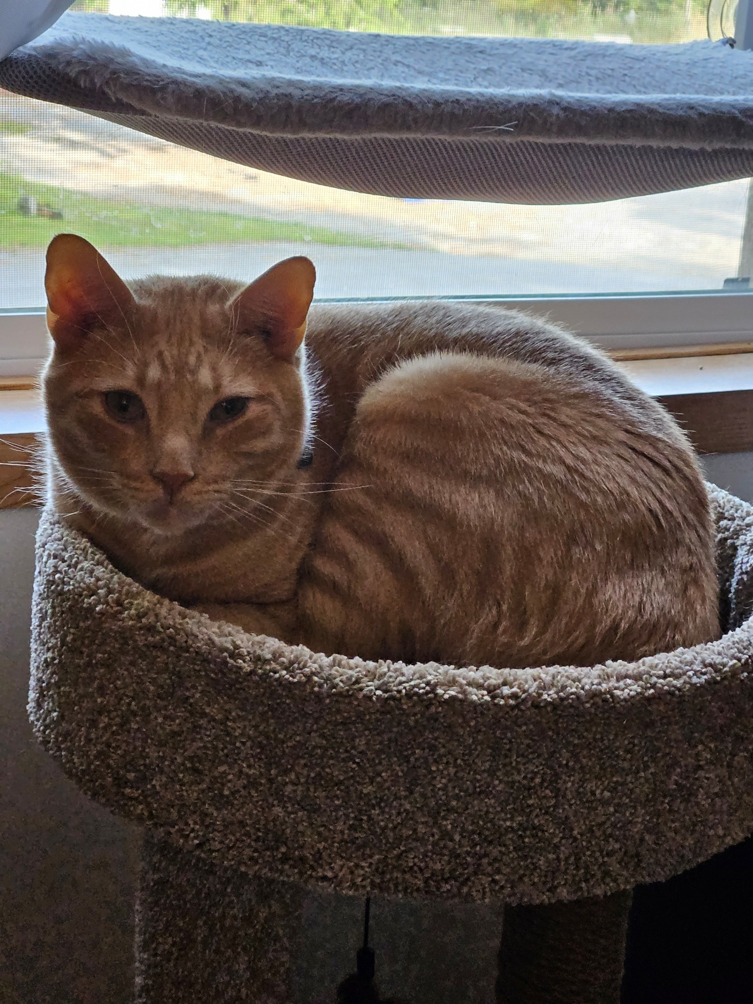 An orange tabby cat, curled up in a cat bed. He is making sleepy eye contact with the camera.