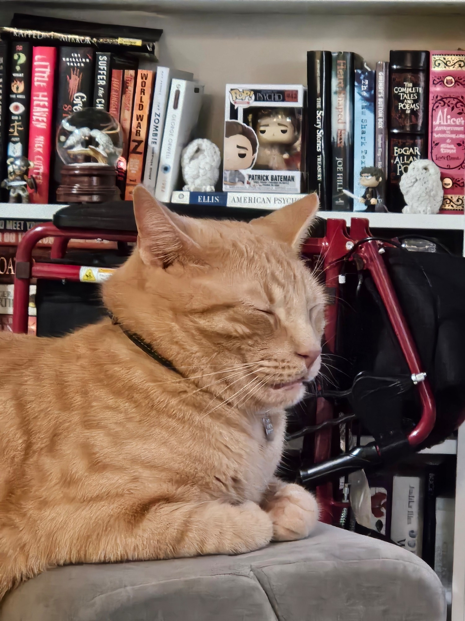 An orange tabby cat, loafed, sleeping with his mouth half open