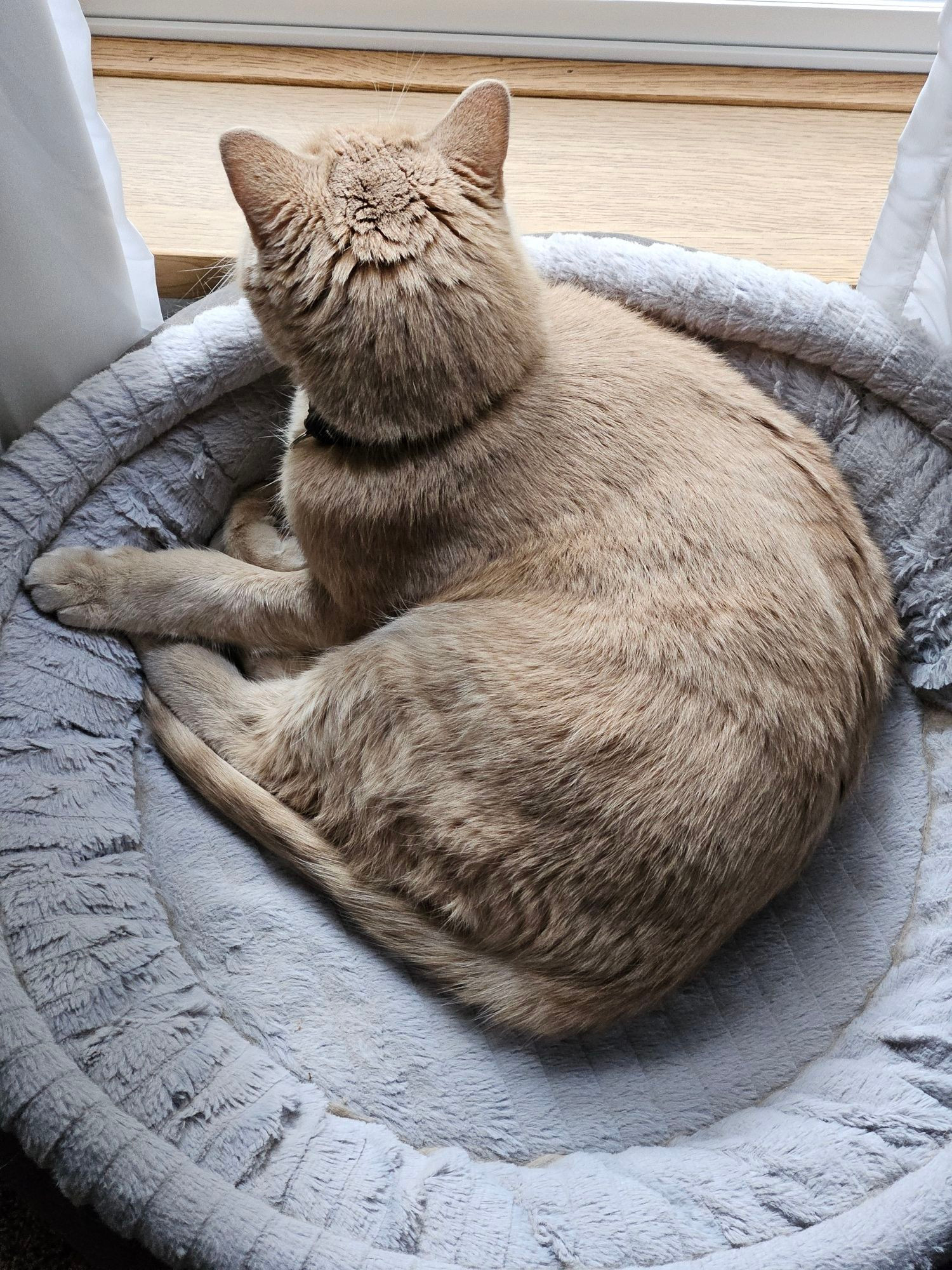 A buff orange cat laying in a cat bed, camera is looking down at him from above