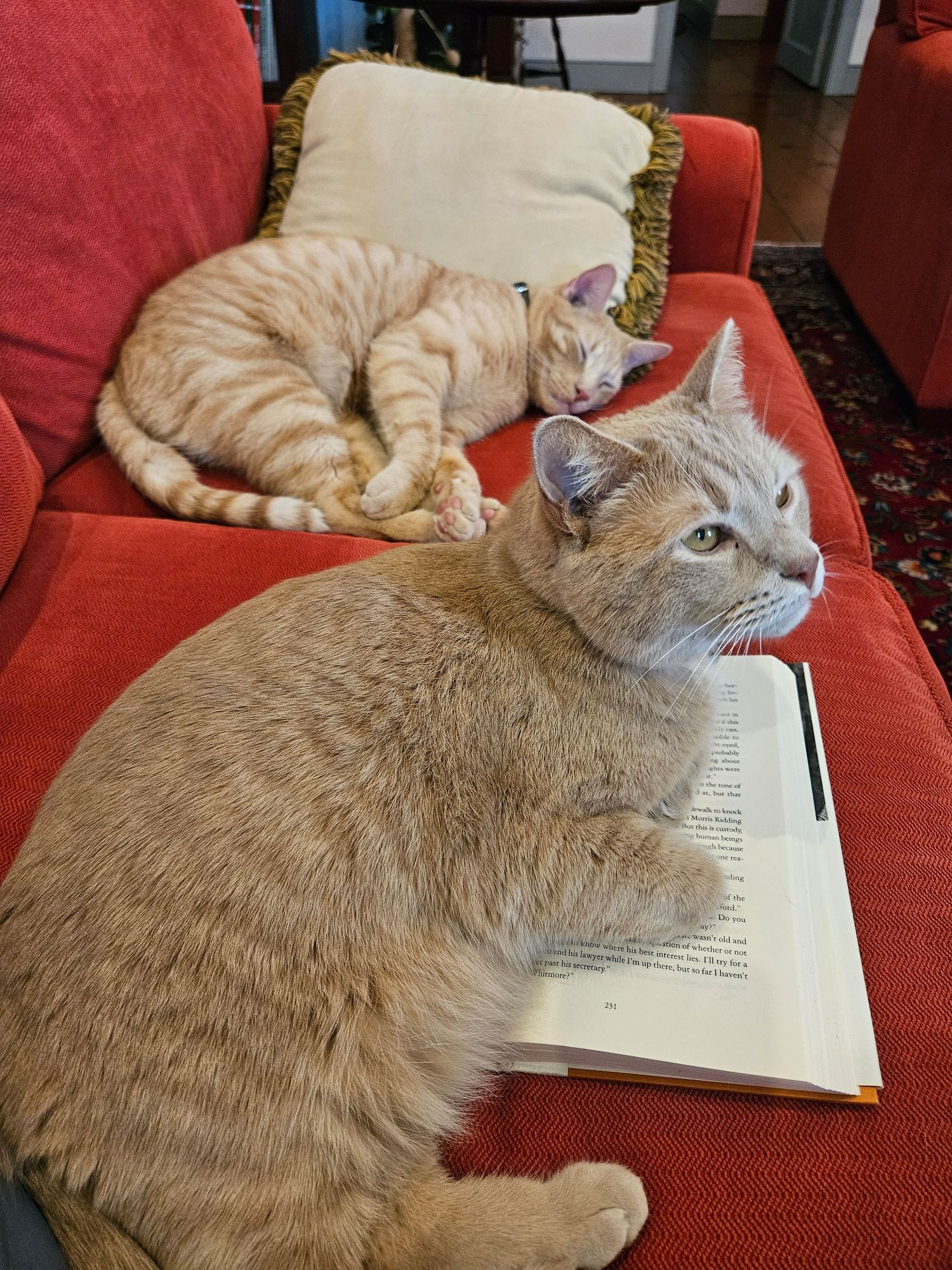 Two orange tabby cats on a red couch. One is sleeping, the other is laying on a hardback novel.