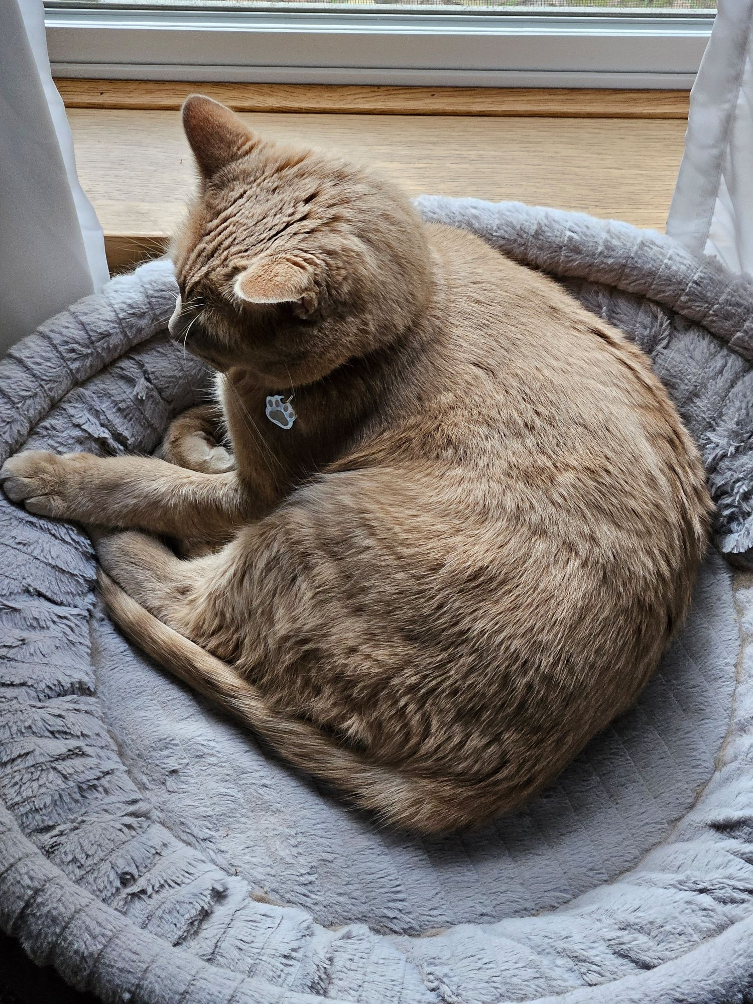 A buff orange cat laying in a cat bed, camera is looking down at him from above