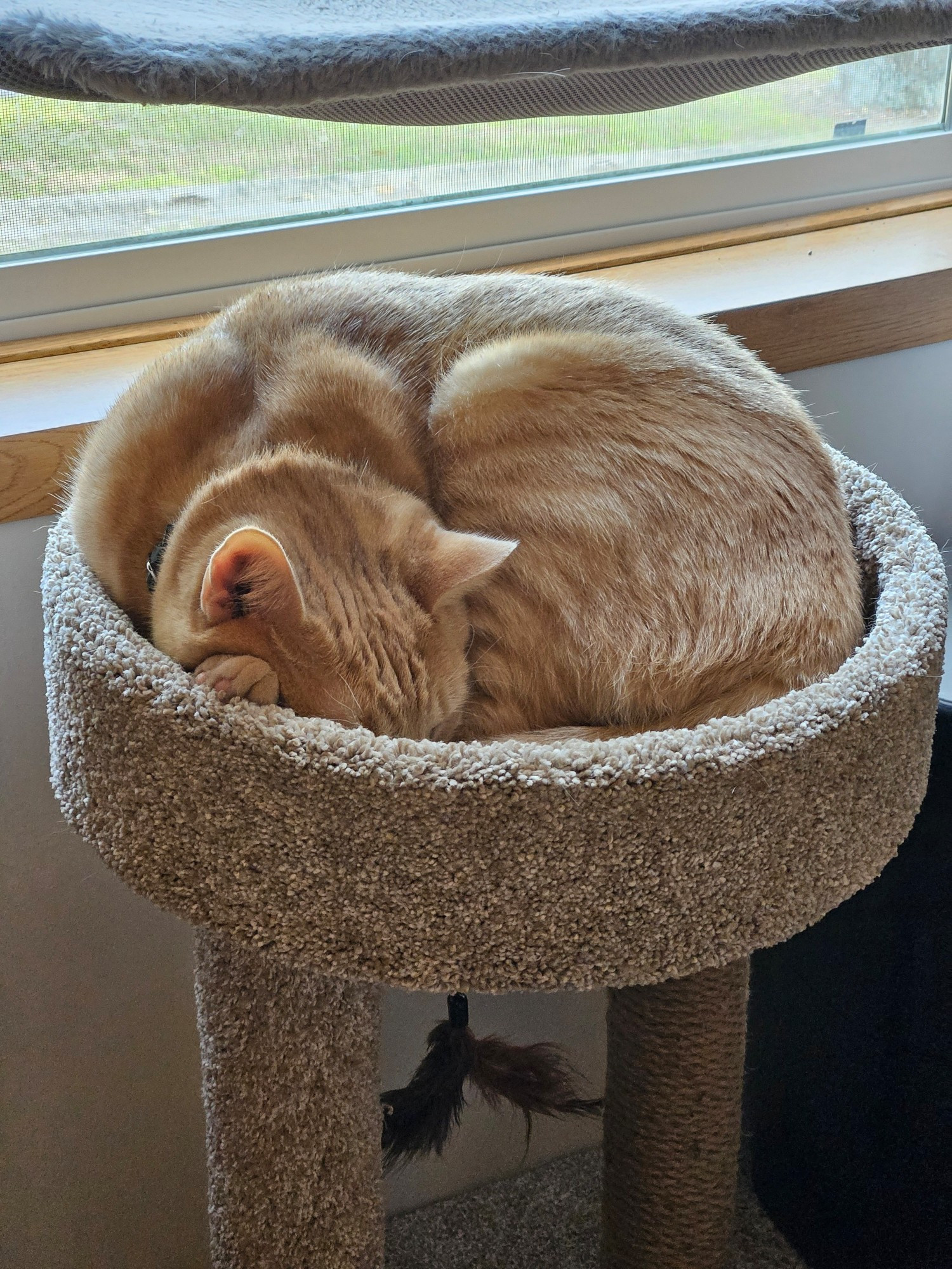 An orange tabby, curled up and sleeping in a cat bed.