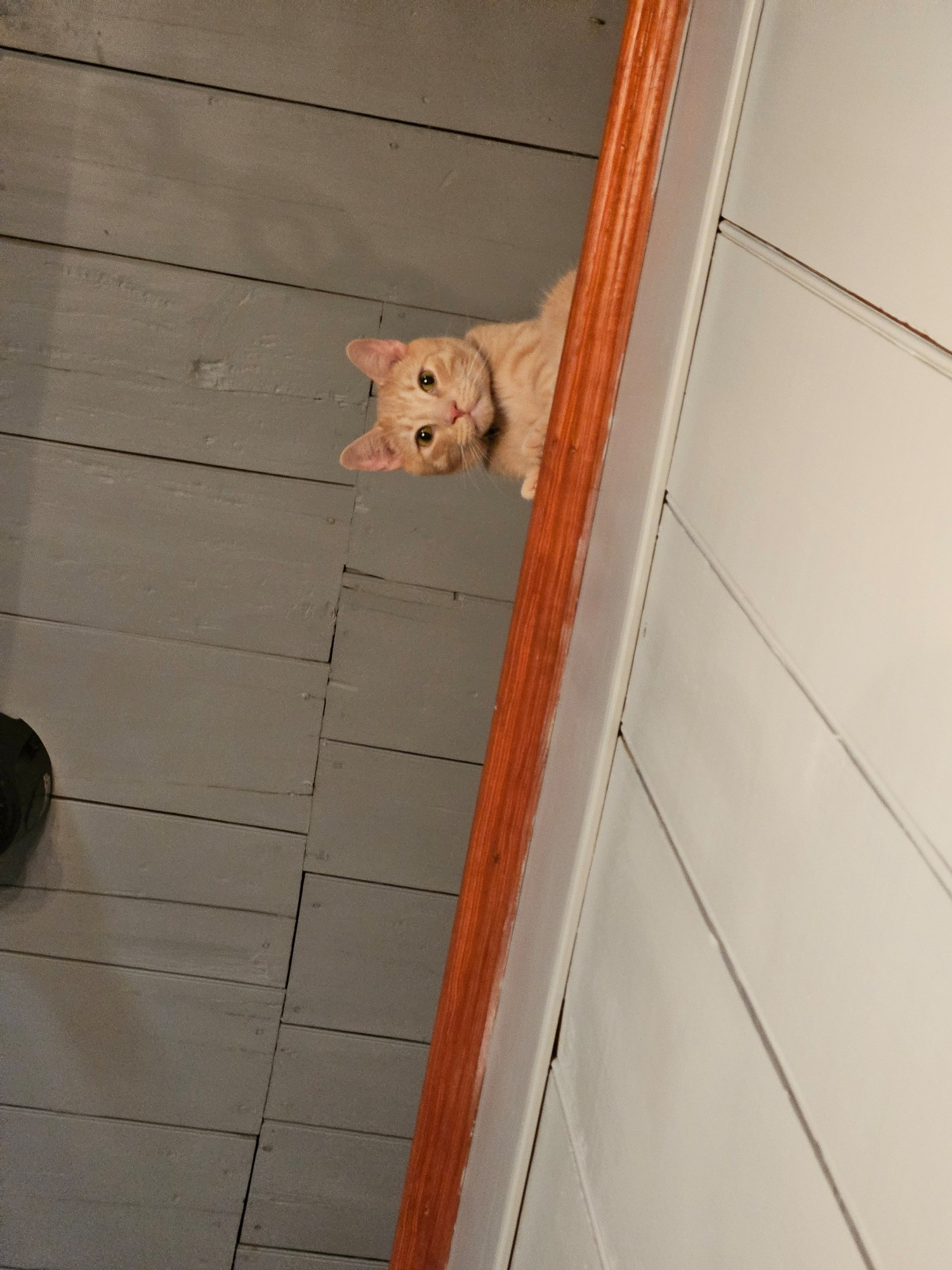 An orange tabby cat sat on a banister, looking down at the camera