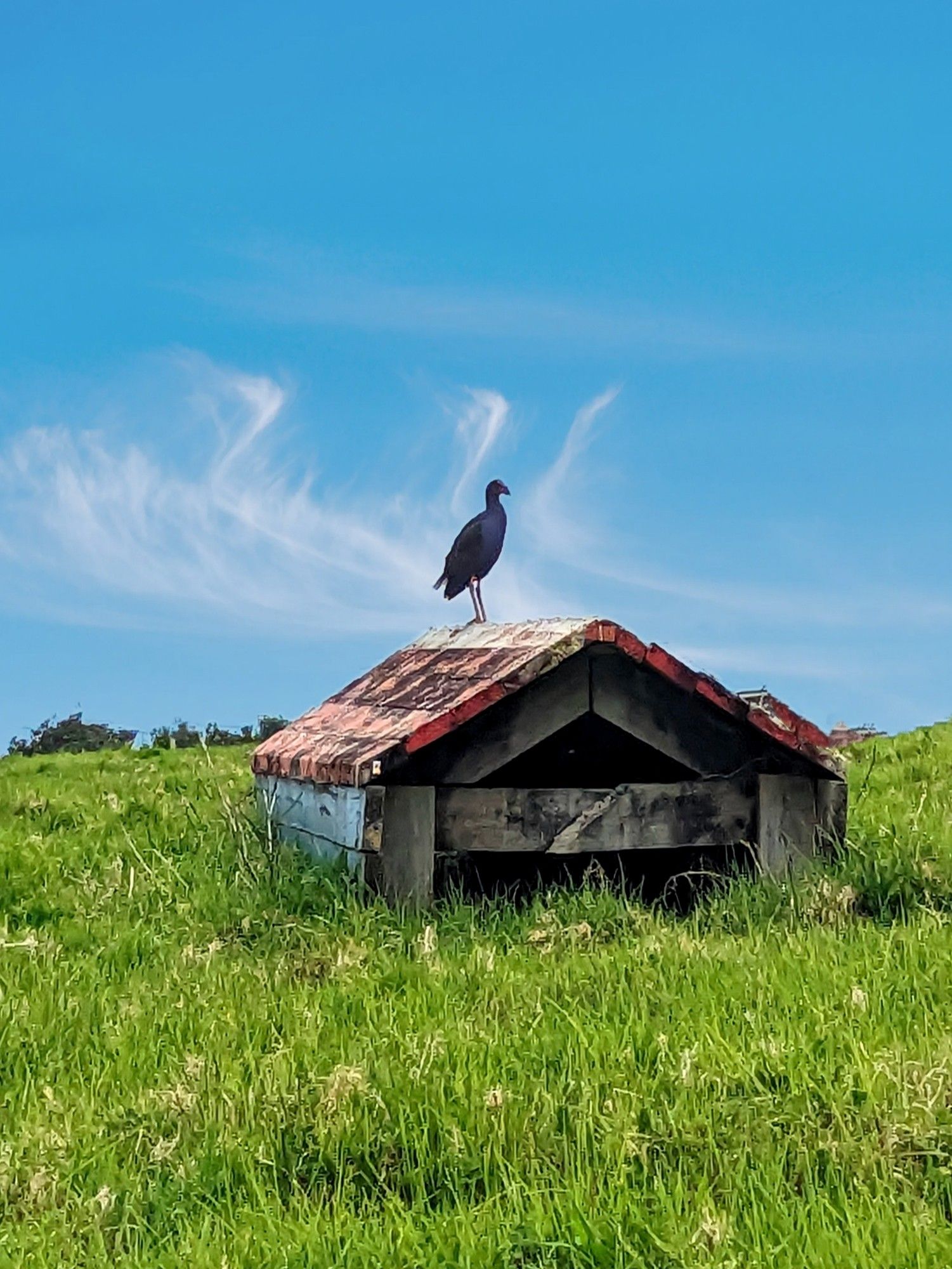 Pukeko on a barn.