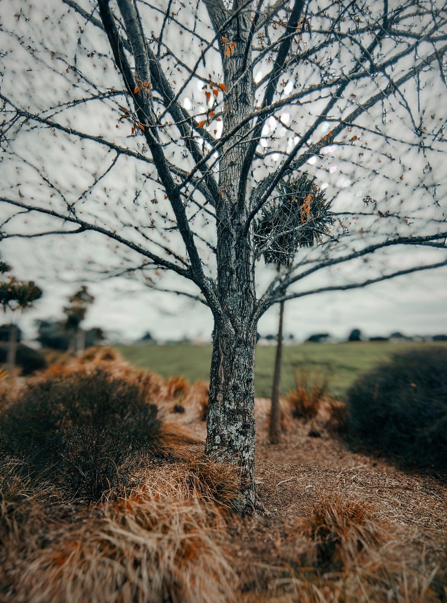 Autumn tree.