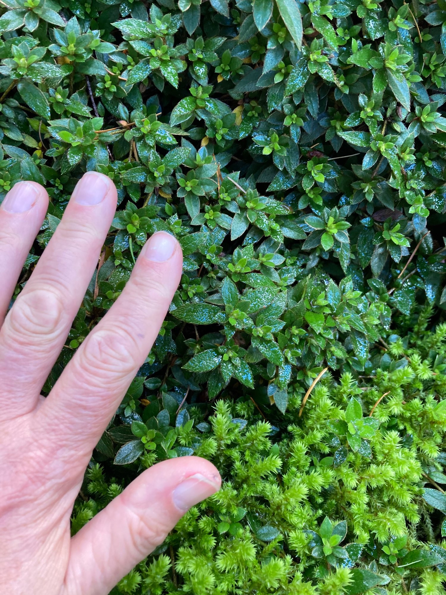 A hand against moss and tiny moss-sized rhododendron leaves.