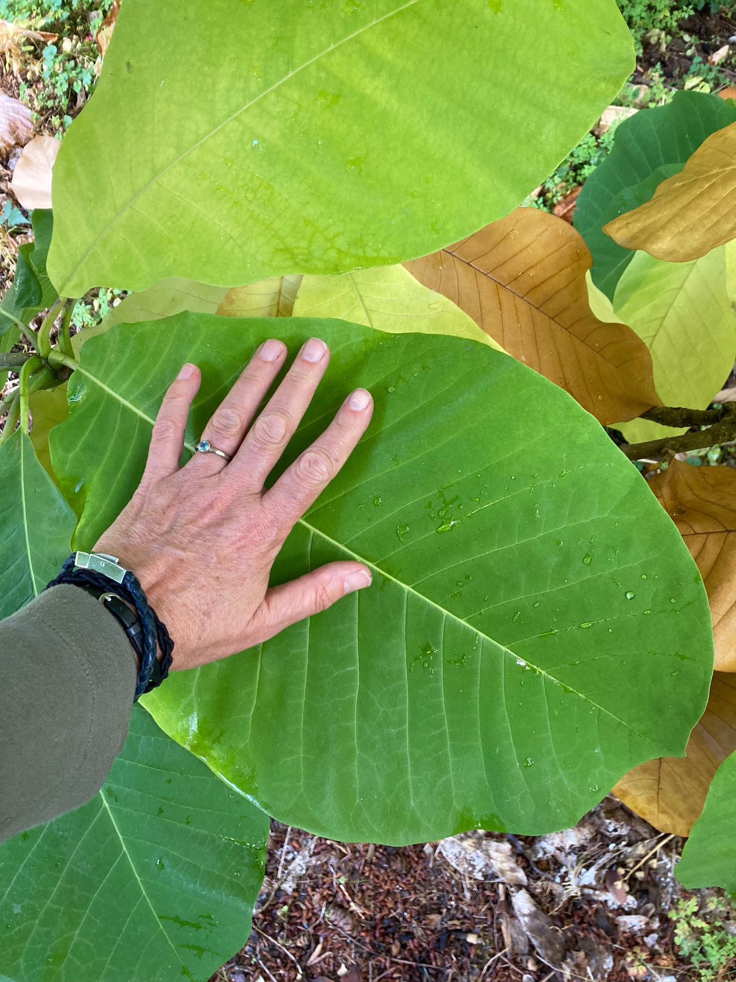 A rhododendron leaf with a hand against it. The leaf is so large the hand doesn't even span it.