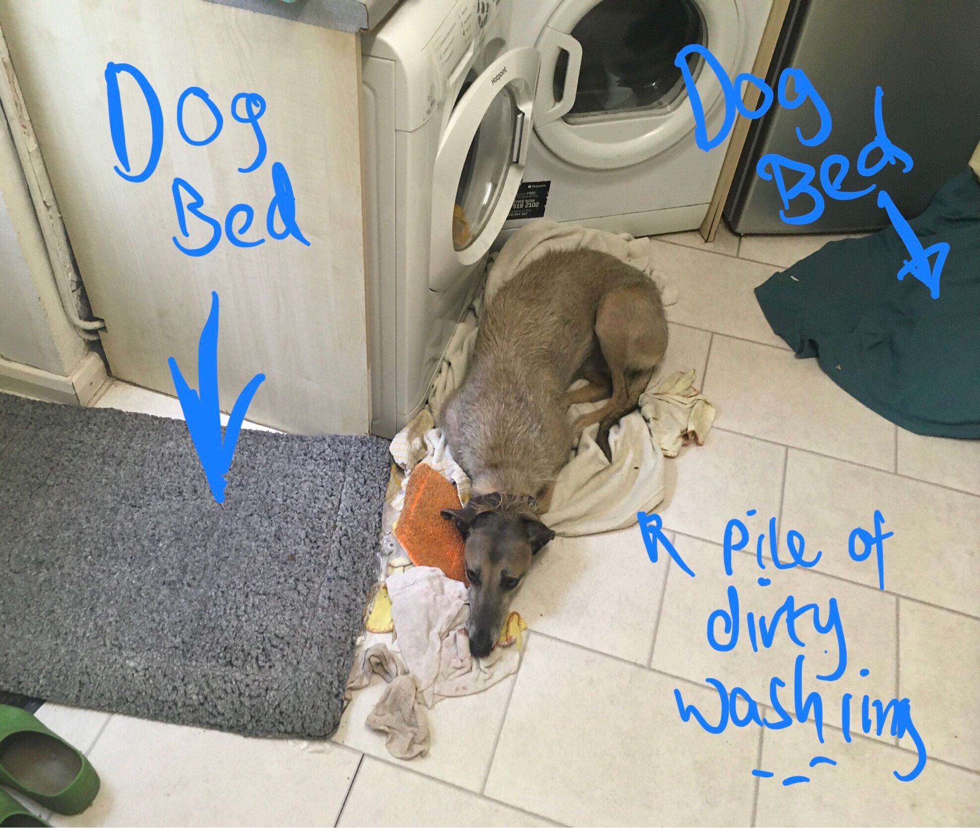 Teddy, a skinny longdog/ lurcher type dog lies on the kitchen floor. Either side of him are a choice of 2 dog beds, he instead lies awkwardly & uncomfortably on a pile of dirty washing!