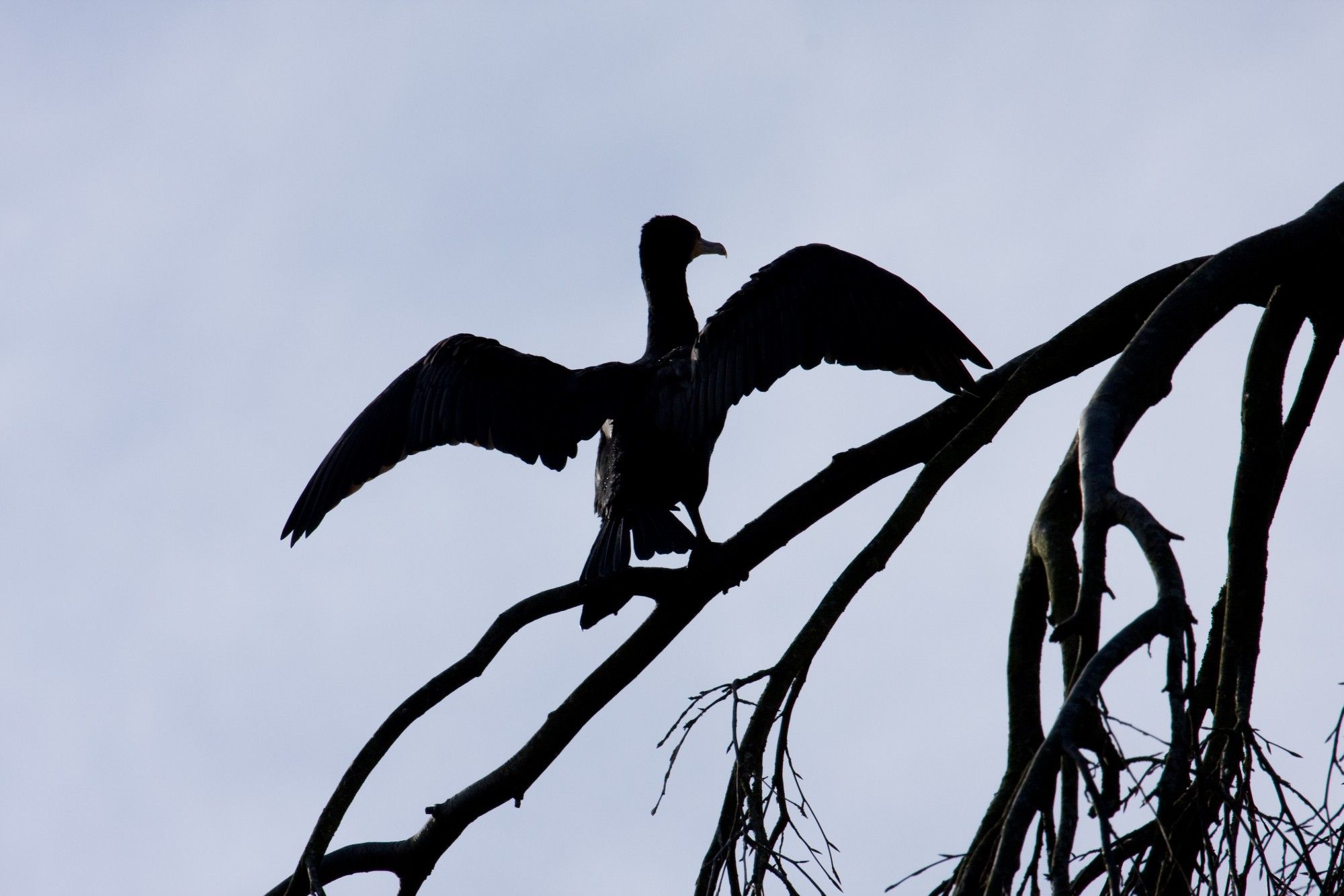 Silhouet van een aalscholver in een naakte boom.