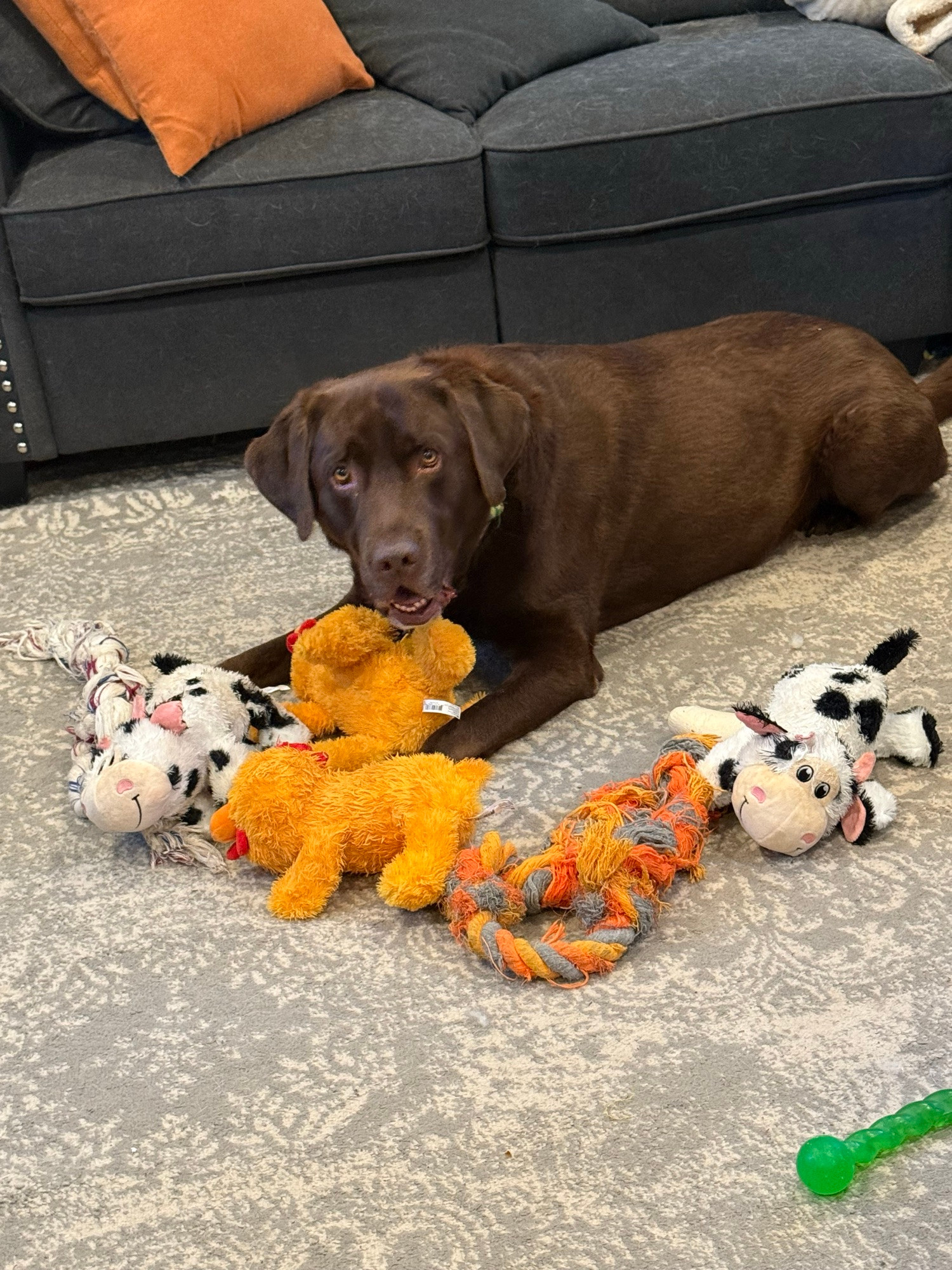 Happy chocolate Lab with toys. 